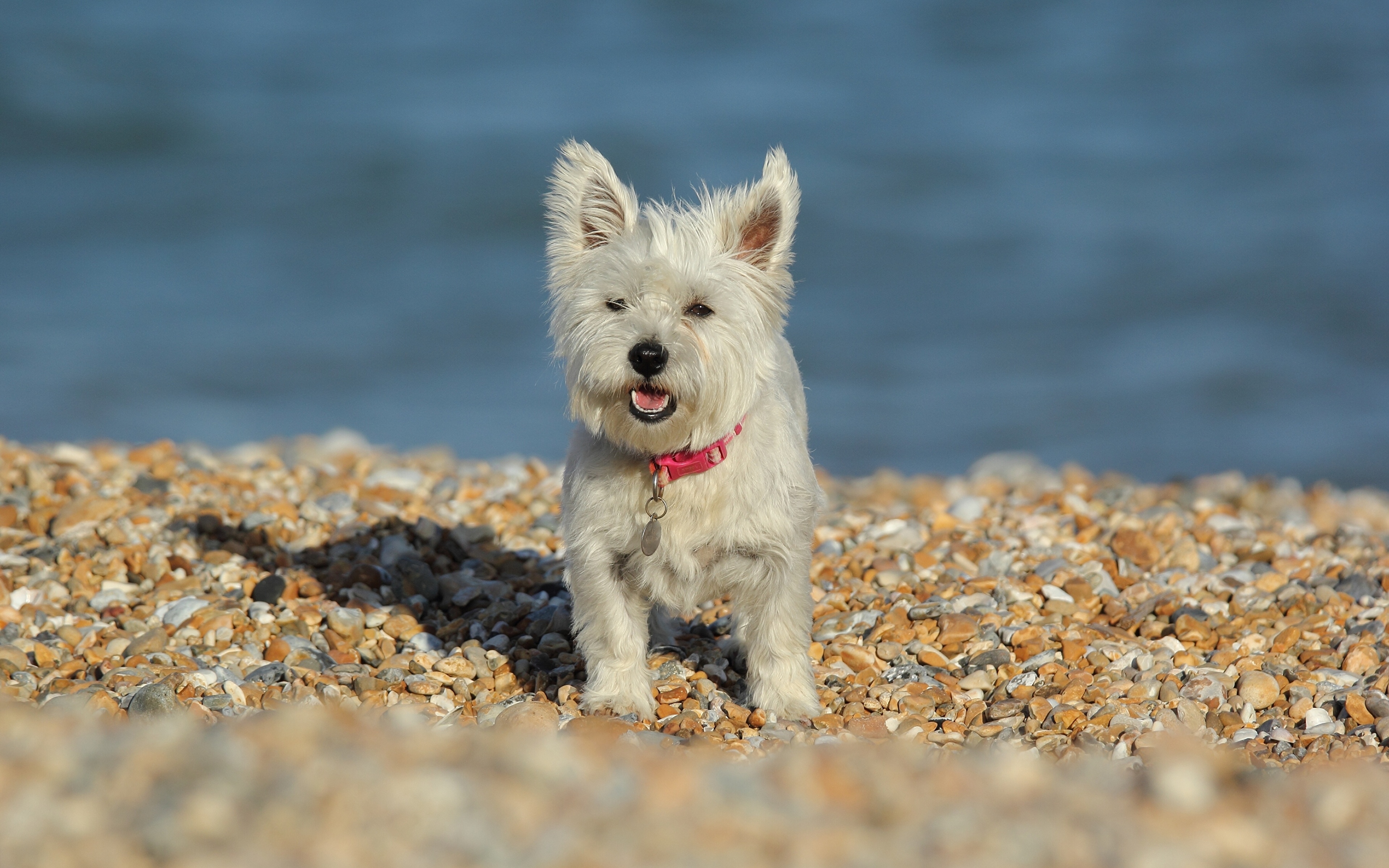 West terrier. Вест хайленд Вайт терьер. Вельш Уайт терьер. Собака Вест хайленд Уайт терьер щенки. West Highland White Terrier.