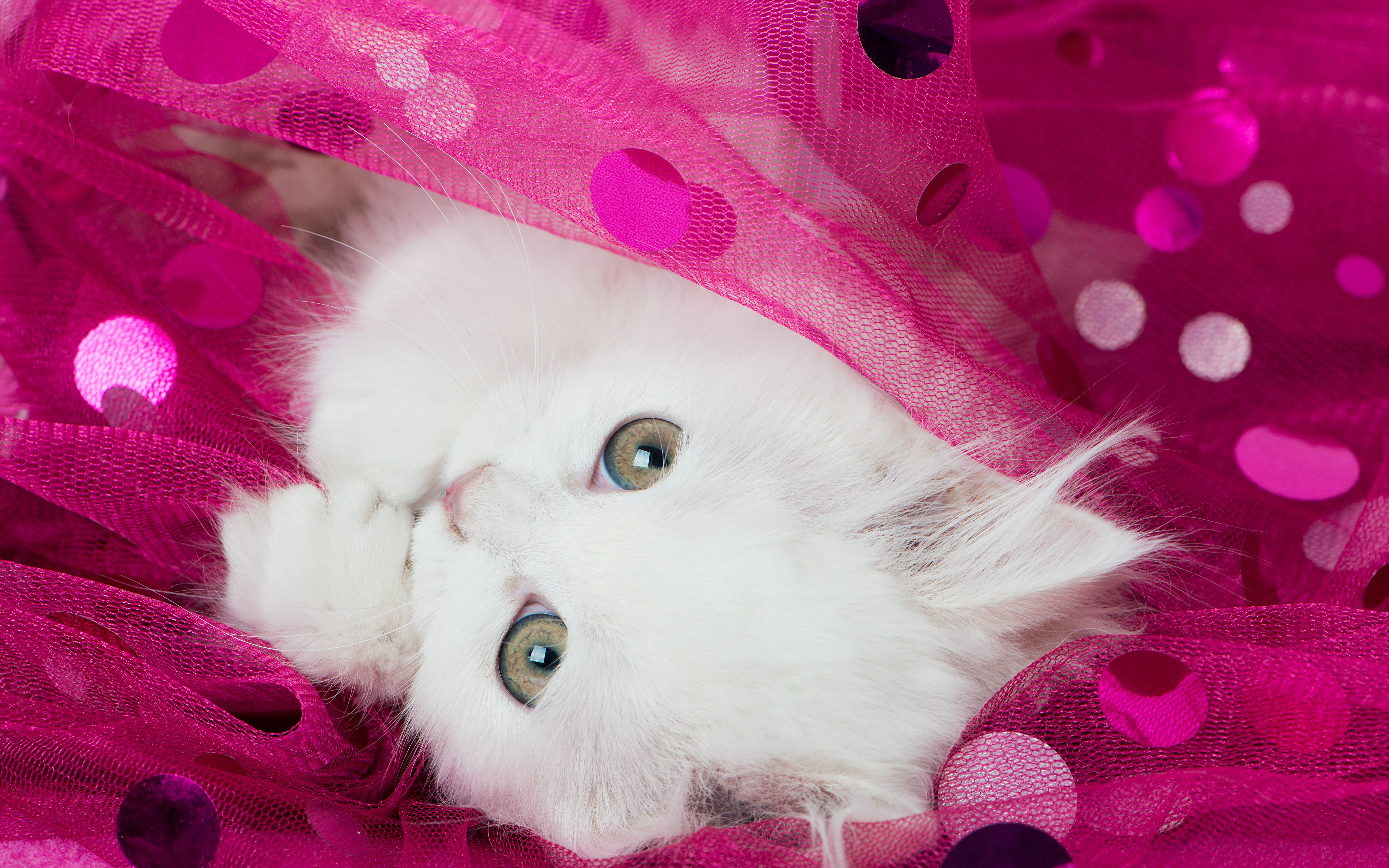 Милые картинки. Розовый котенок. Розовая кошечка. Милый котёнок на розовом фоне. Милые розовые котики.
