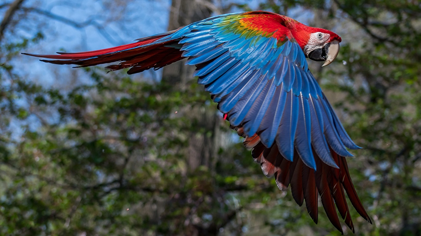 壁紙 1366x768 鳥類 オウム コンゴウインコ 飛翔 翼 動物 ダウンロード 写真