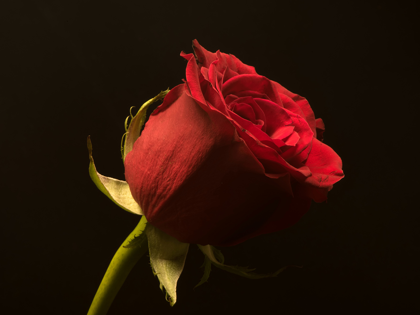 Wallpaper Red Roses Flowers Closeup Black background 1600x1200