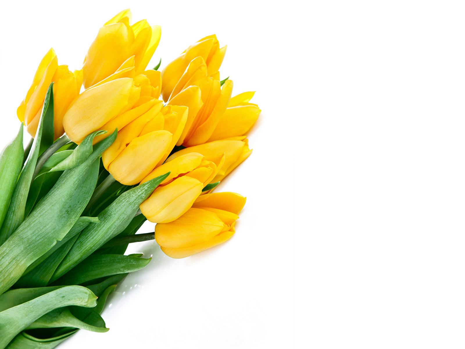 Picture tulip Yellow Flowers 1600x1200