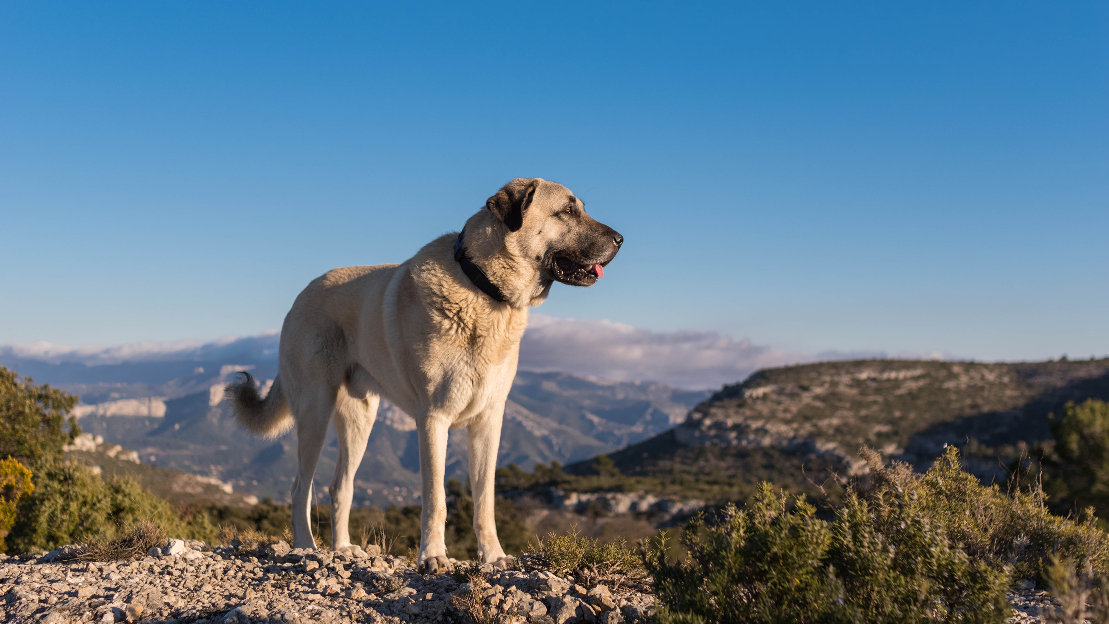 Conheça o Pastor de Kangal