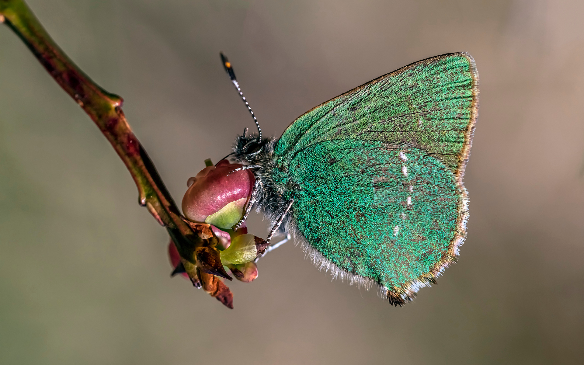 Tapety na pulpit Motyle insekty green hairstreak Z bliska Zwierzęta 1920x1200 motyl Owady zwierzę zbliżenie
