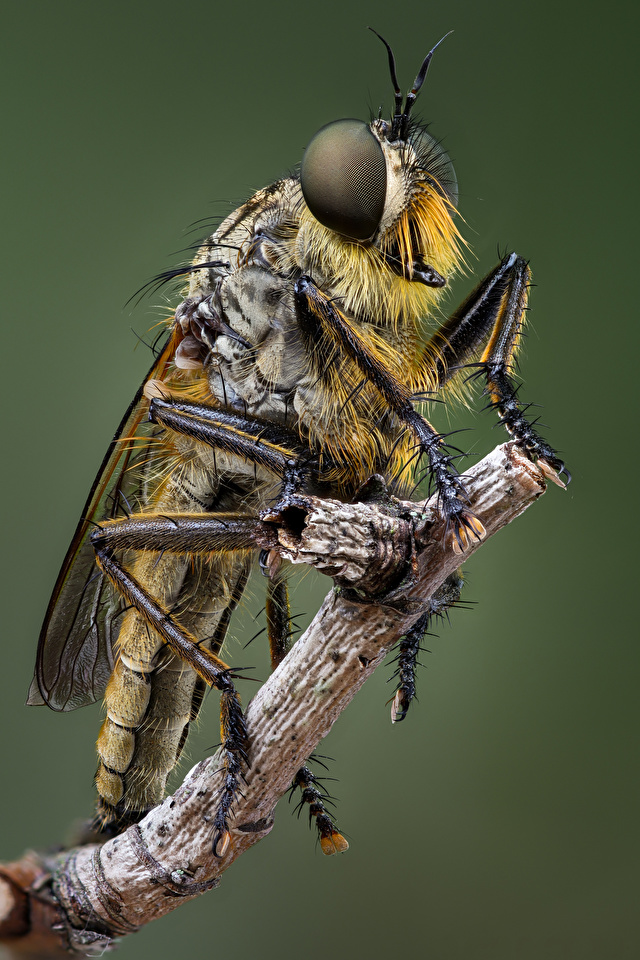 Фотографии Мухи Насекомые eutolmus rufibarbis вблизи животное 640x960 для мобильного телефона насекомое Животные Крупным планом