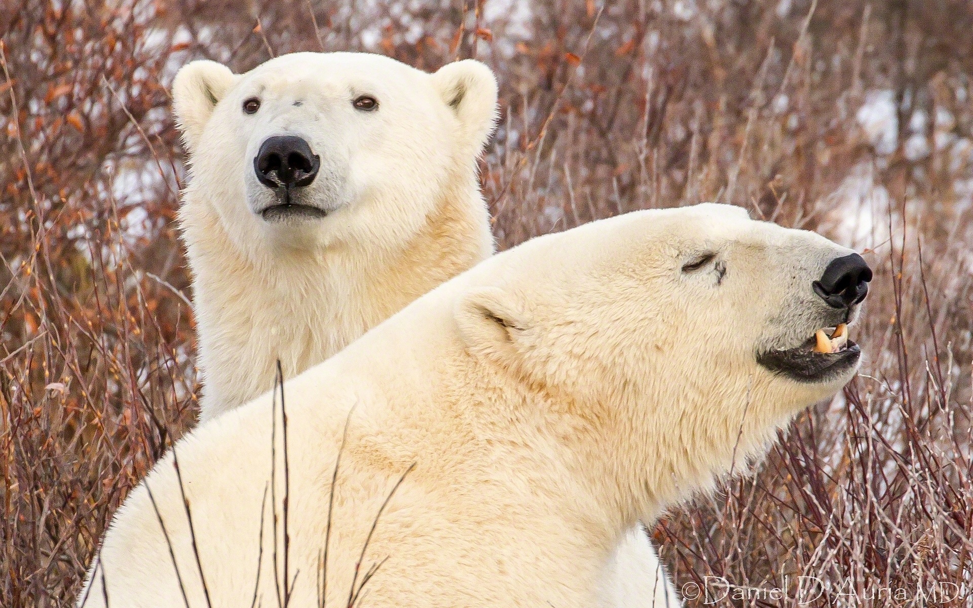 Desktop Hintergrundbilder Eisbär ein Bär 2 ein Tier 1920x1200 Bären Zwei Tiere