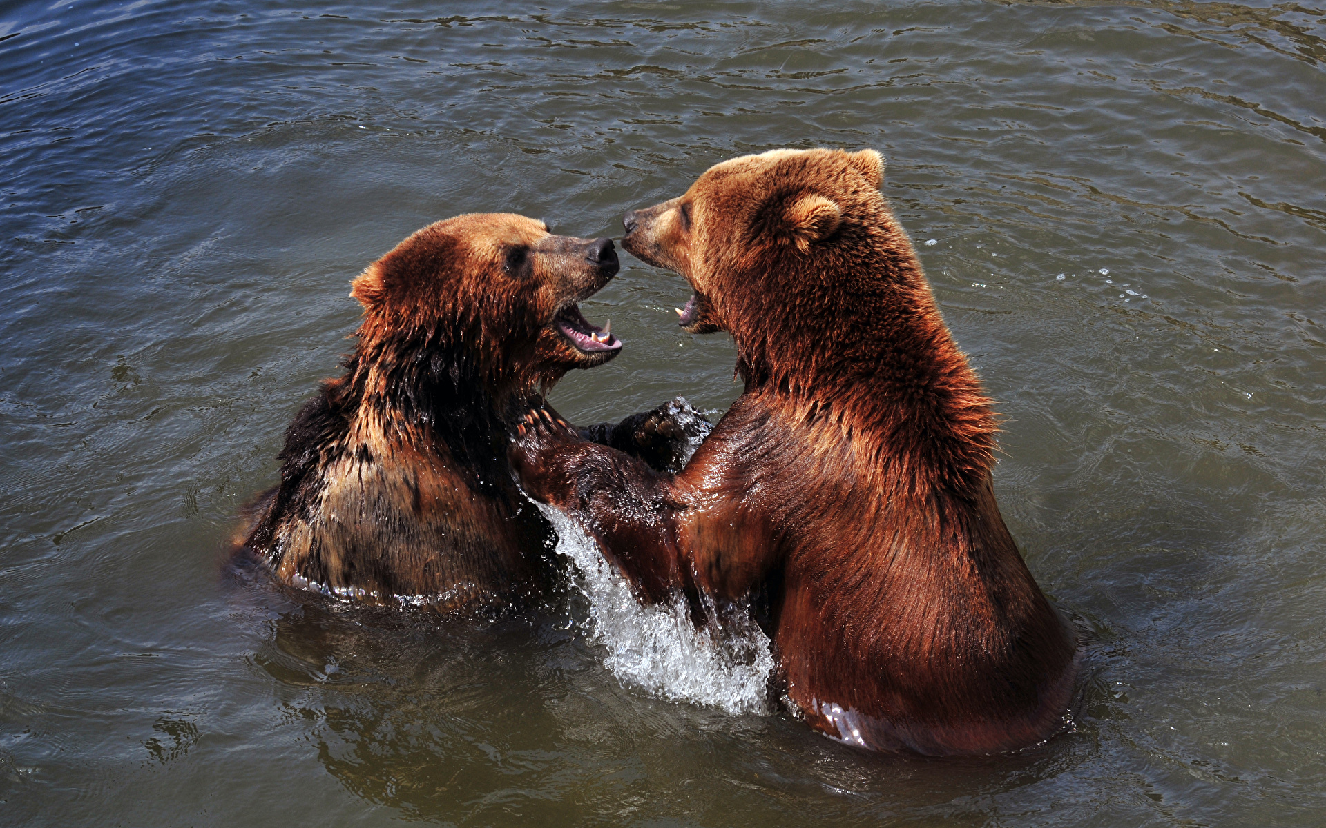 Wallpaper Brown Bears bear Two Fight Water animal 1920x1200