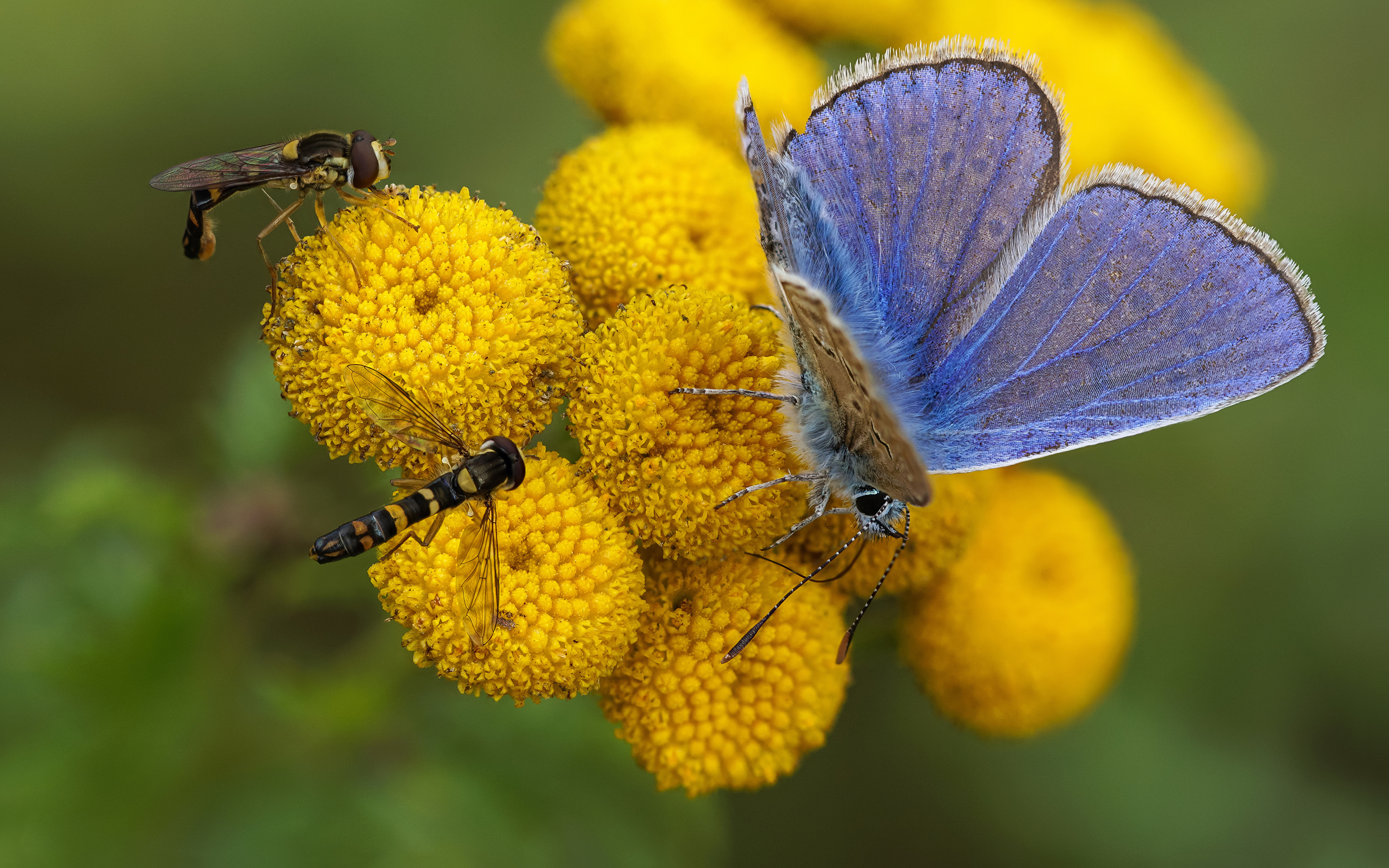 Обои для рабочего стола Мухи Бабочки Насекомые syrphids, common blue Животные 3840x2400 бабочка насекомое животное