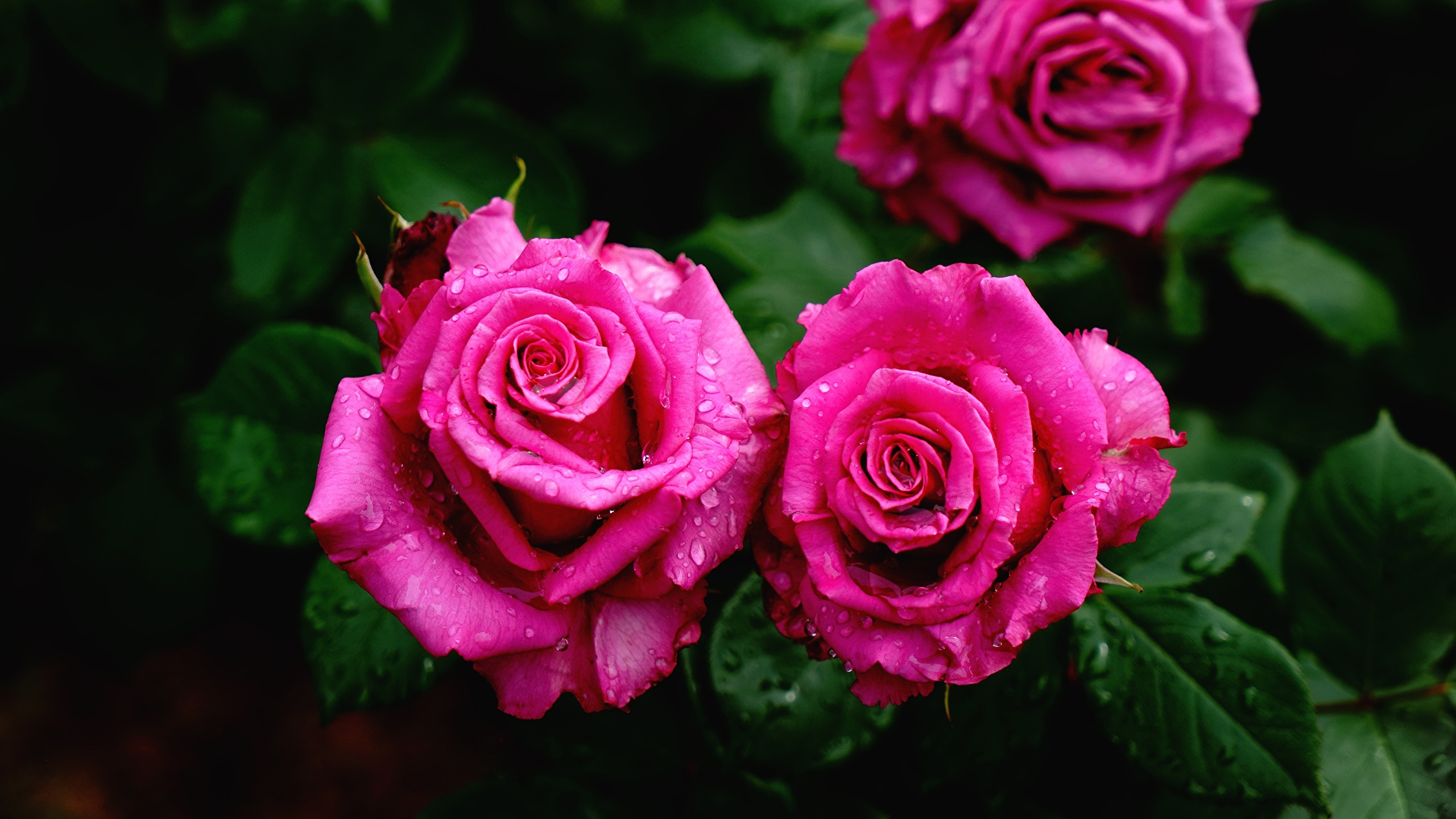 Wallpaper rose Pink color Drops Flowers Closeup 2560x1440