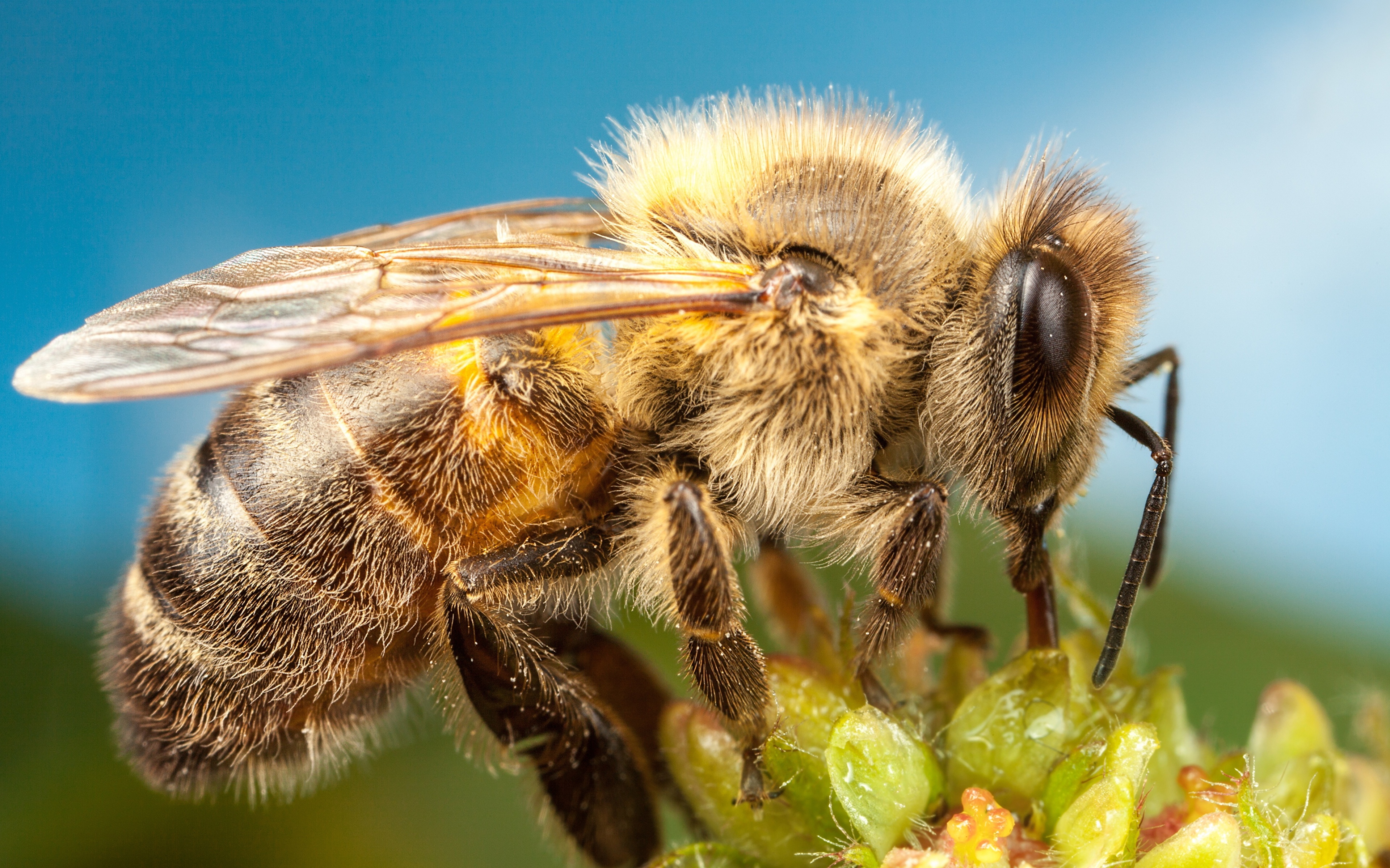 Tapeta pszczoła Makro Z bliska zwierzę 3840x2400 Pszczoły makrofotografia zbliżenie Zwierzęta