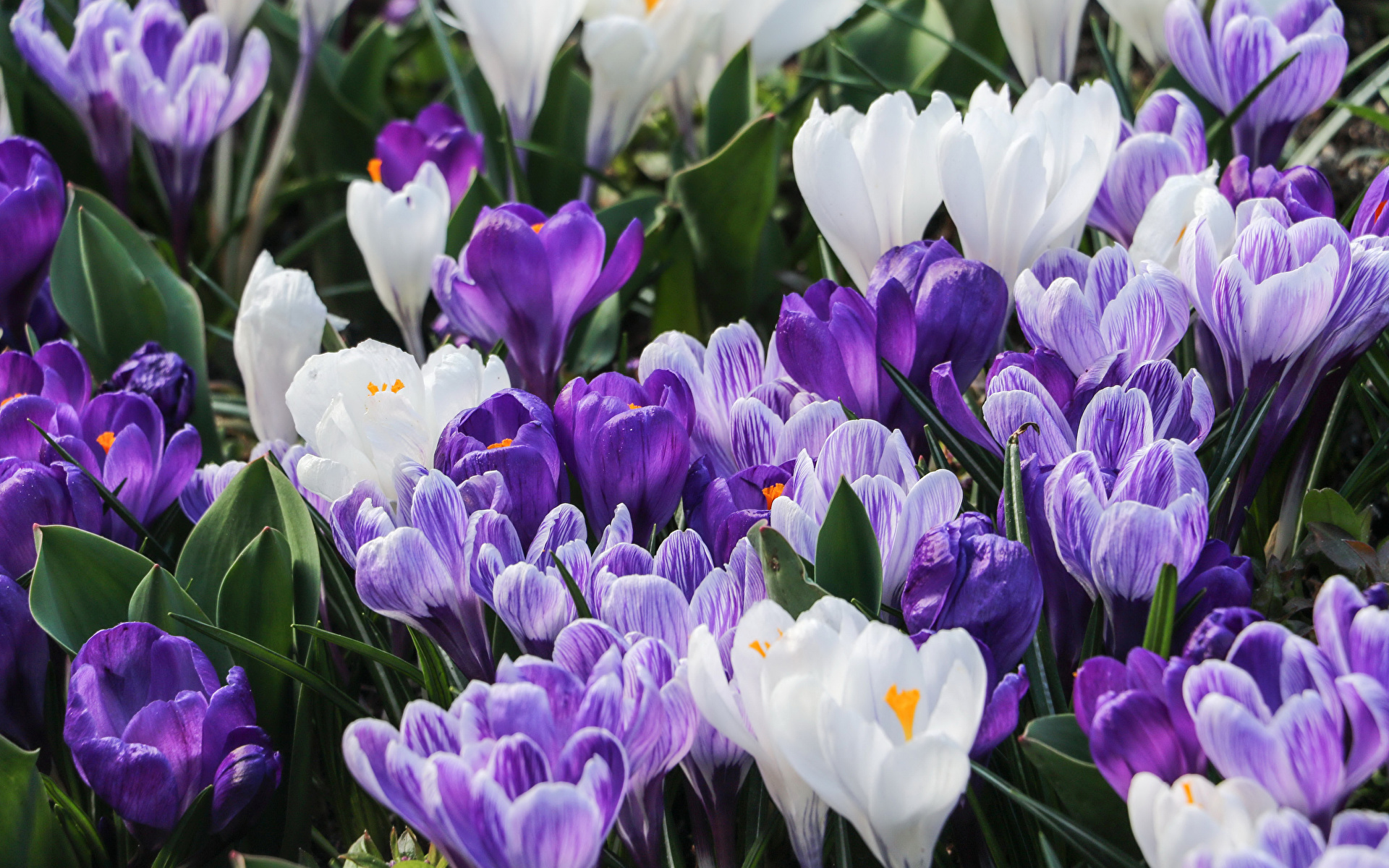 Image Flowers Crocuses Closeup 1920x1200