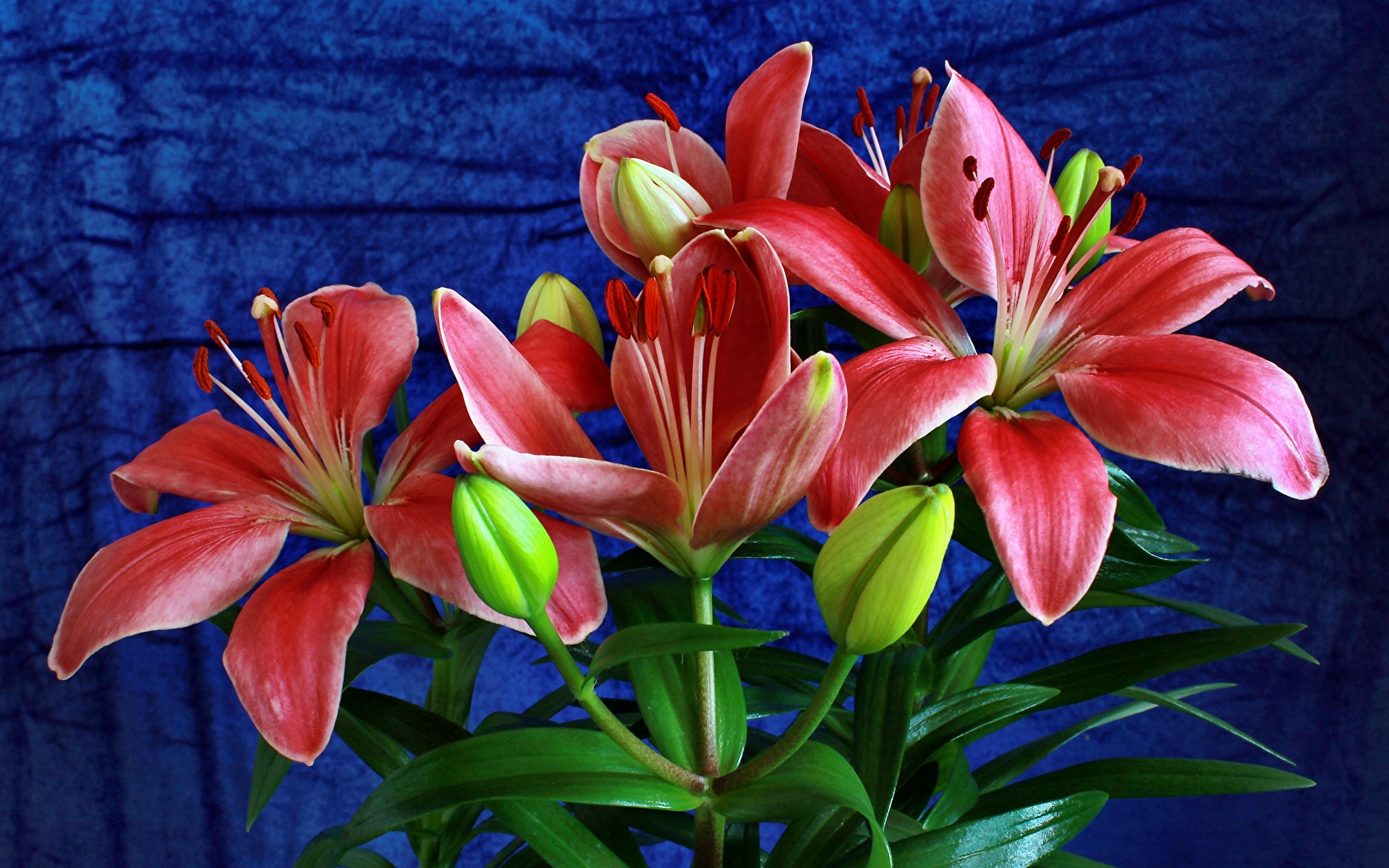Desktop Hintergrundbilder Rot Lilien Blumen 1920x1200 Blüte