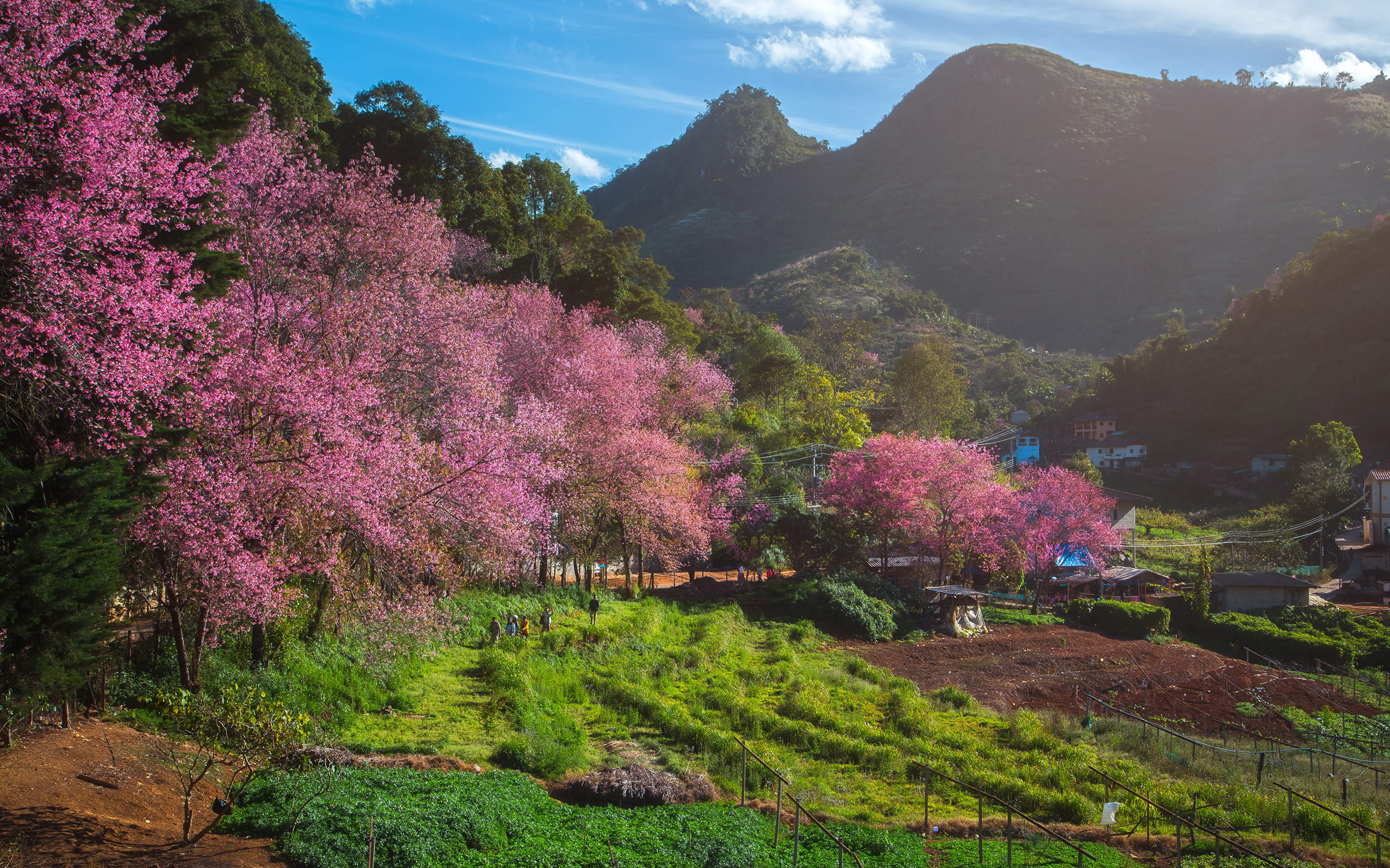 壁紙 3840x2400 タイ王国 春 山 畑 花の咲く木 Fang City 自然 ダウンロード 写真