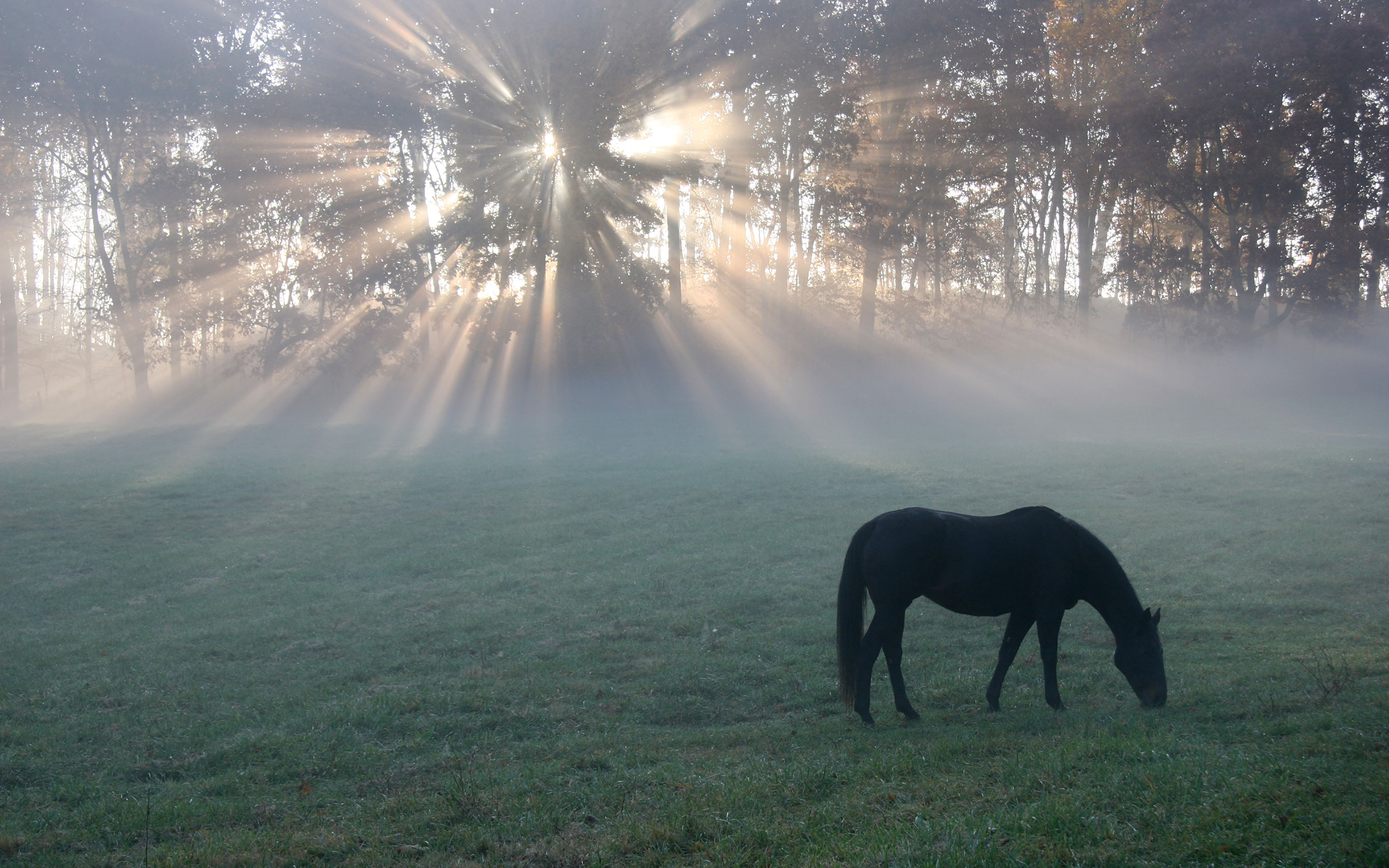 Horses fall. Лошадь в поле. Лошадь в тумане. Loschadi v Pole. Лошади на рассвете.
