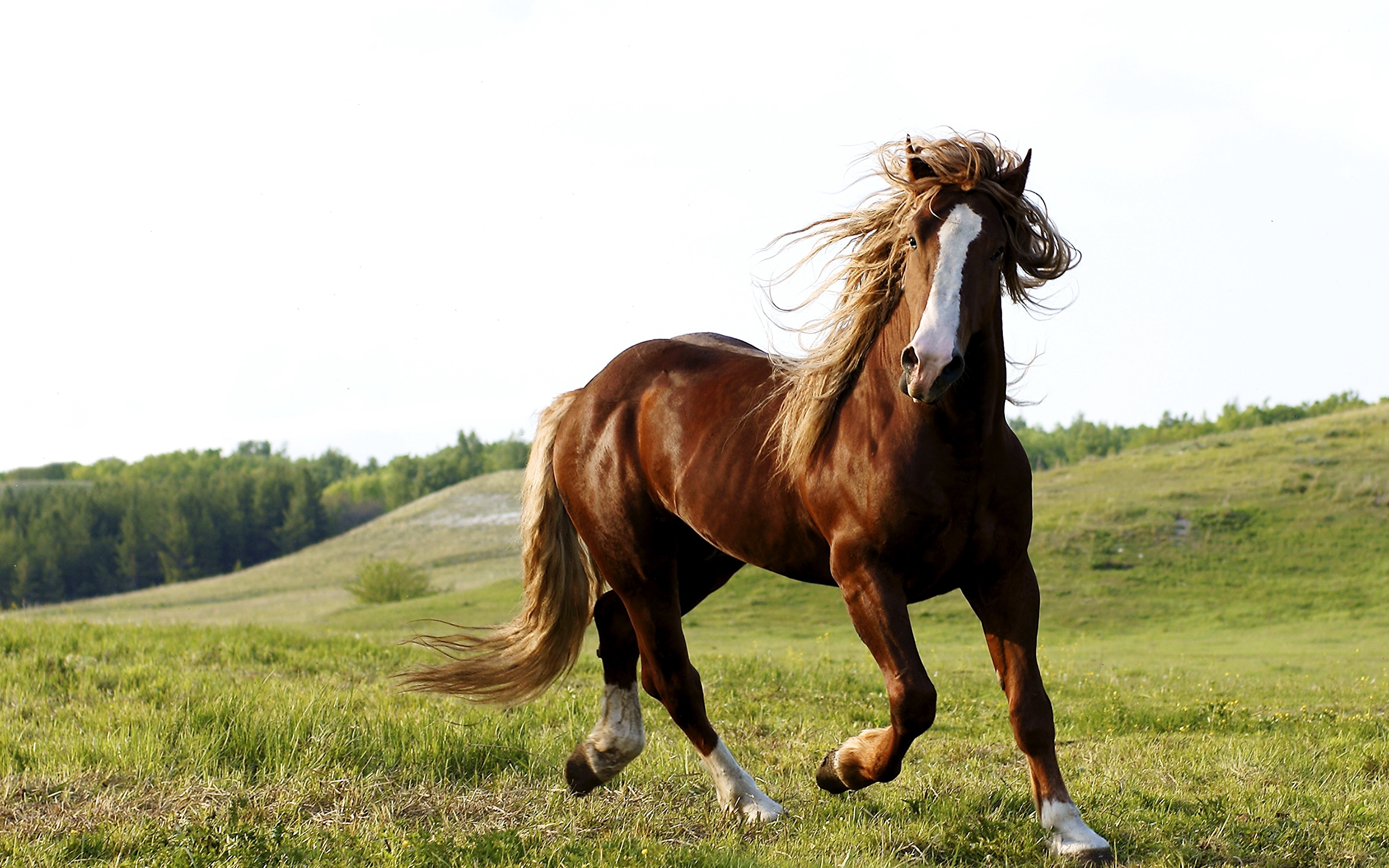 Horse pictures. Гнедой Мустанг. Порода Мустанг жеребенок. Красивый конь. Лошадь бежит.