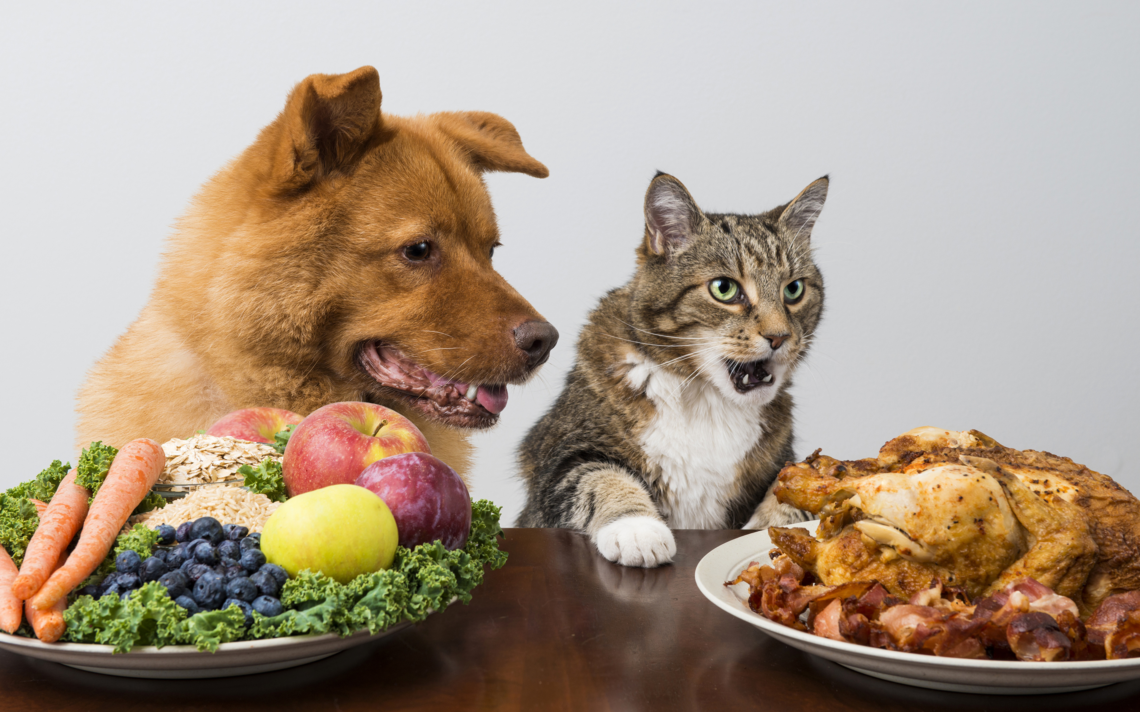 Бывает и голодный. Еда для собак. Диетотерапия животных. Кошки и собаки. Животные и еда.