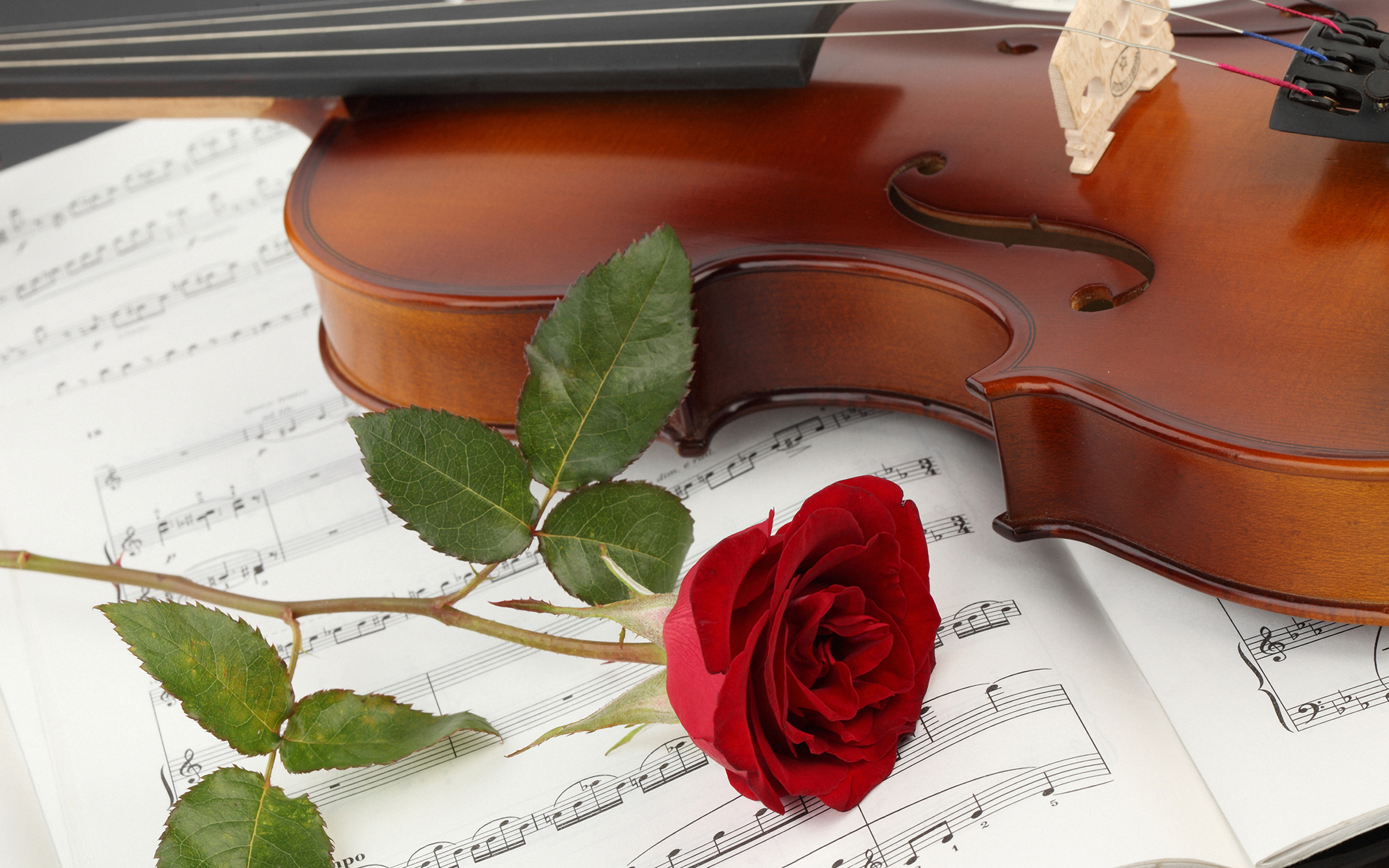 Rose and Violin wallpaper - música wallpaper (28520430) - fanpop