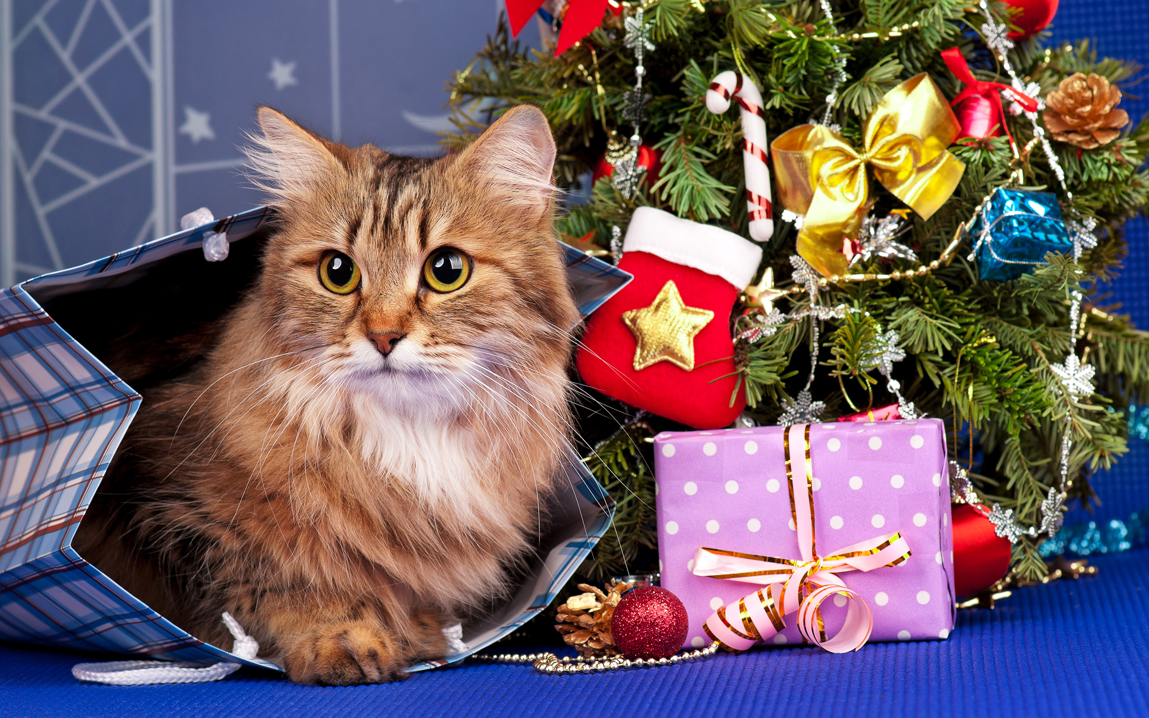 壁紙 3840x2400 祝日 新年 飼い猫 贈り物 クリスマスツリー 動物 ダウンロード 写真