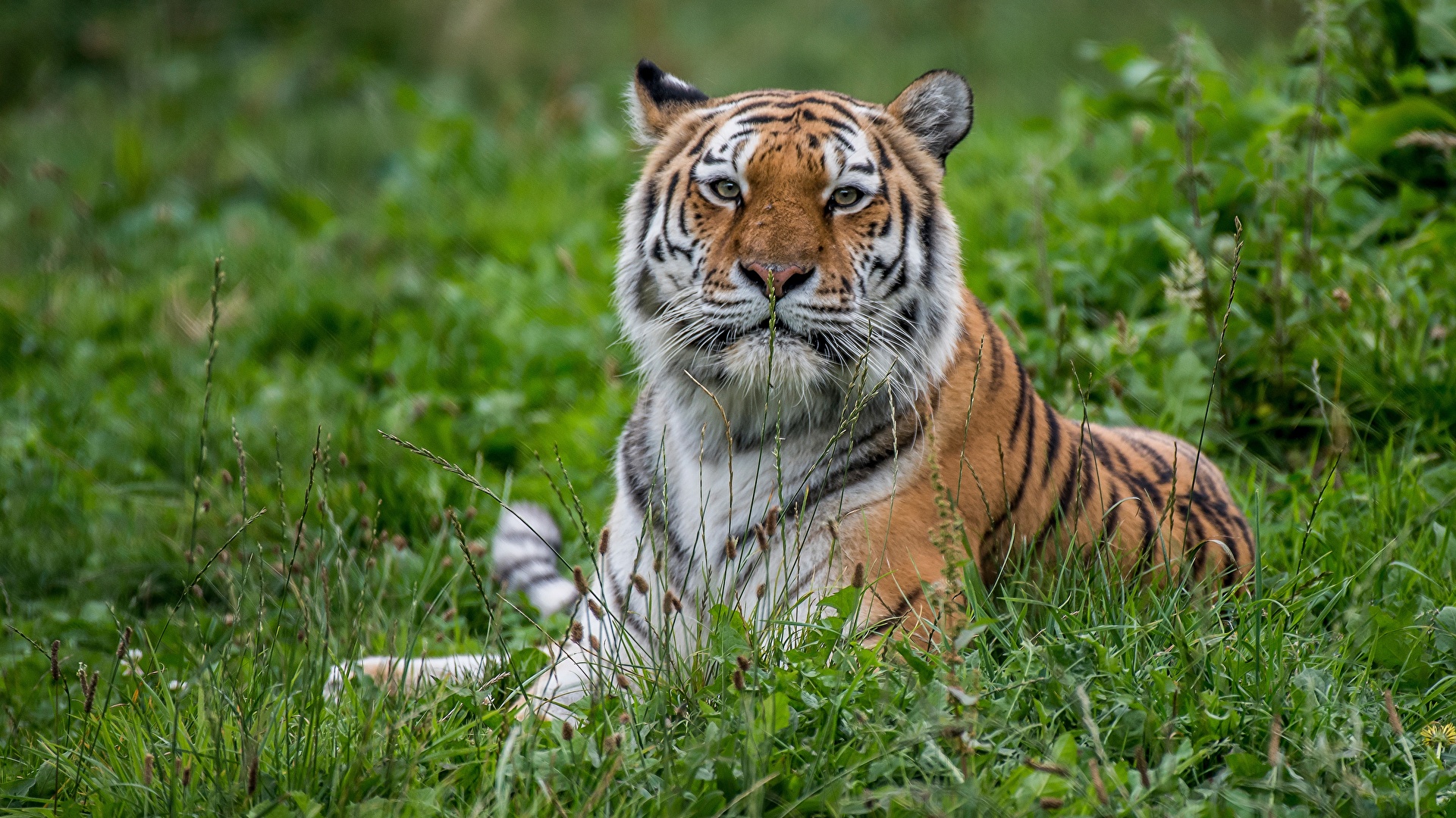 Wallpaper Tigers Grass animal Staring 1920x1080