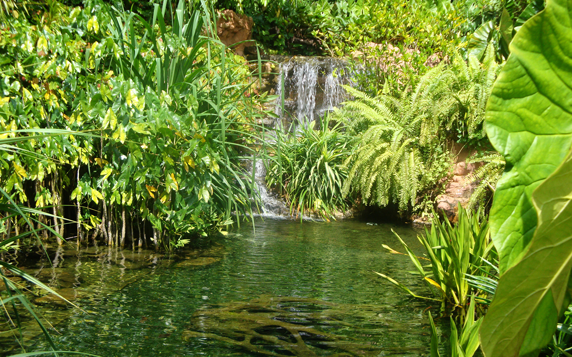 Wallpaper Singapore Botanic Gardens Nature Waterfalls Pond 1920x1200