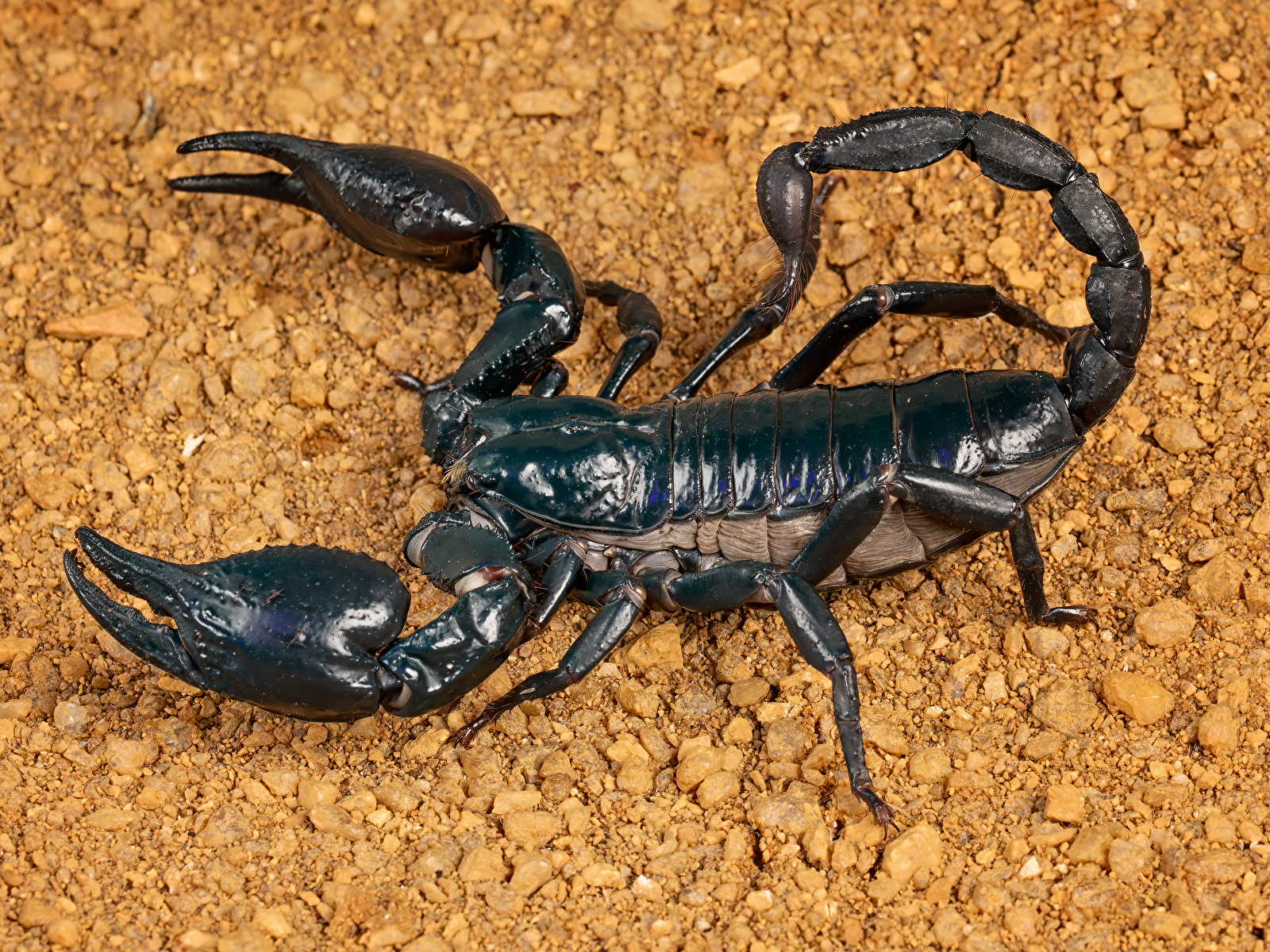 Фотографии Скорпионы emperor scorpion Членистоногие вблизи Животные 1600x1200 животное Крупным планом