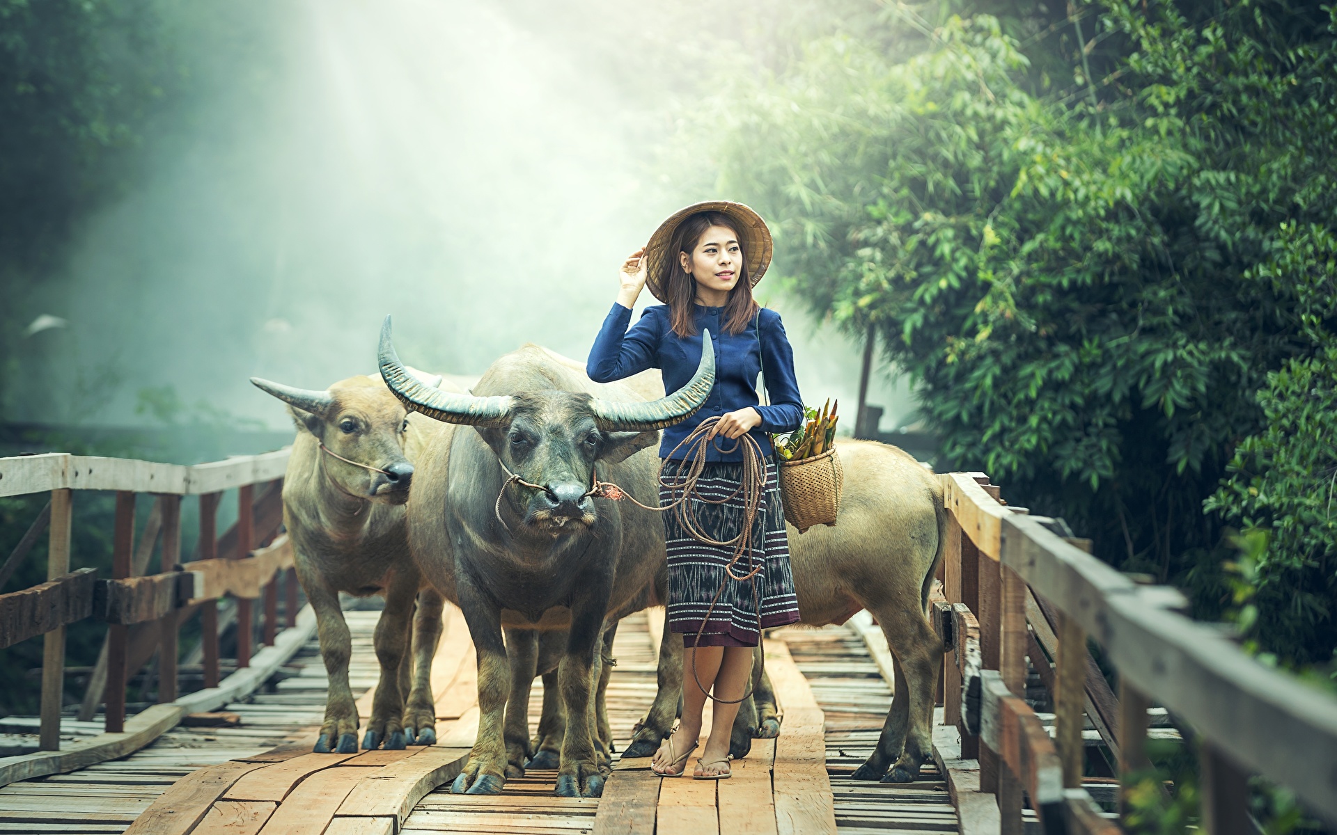 Images Bulls Horns Hat female Bridges Asiatic animal 1920x1200