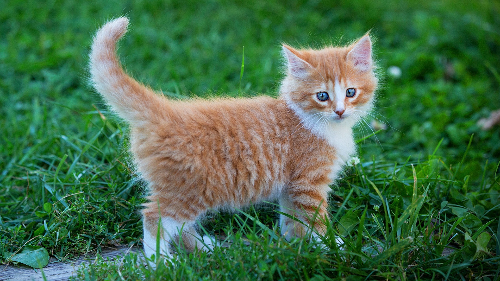 Conjugeren Grote waanidee globaal Foto's Kittens kat Rood oranje Gras Dieren 1920x1080