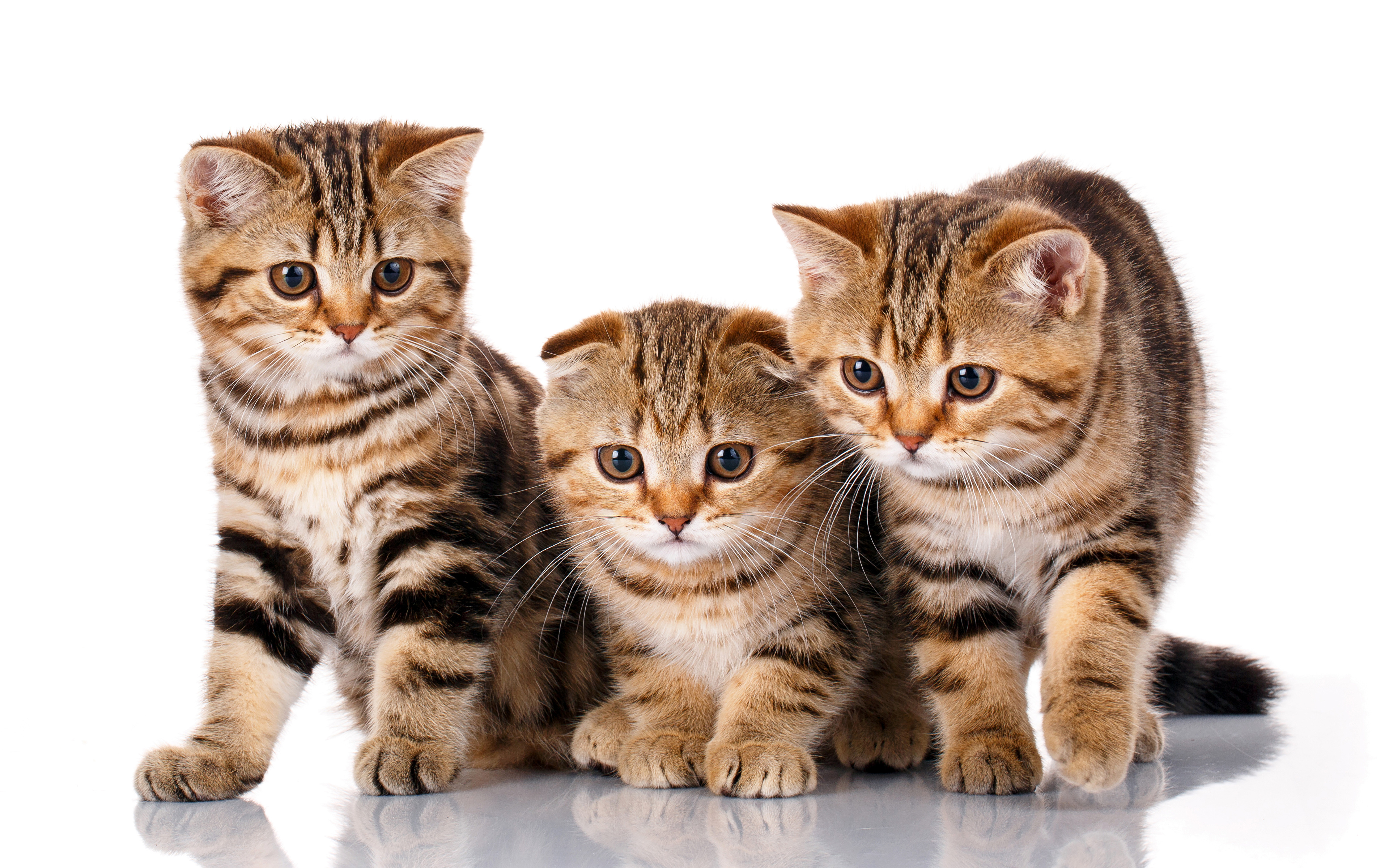Fundo Criando Um Modelo 3d De Um Gato Scottish Fold Fundo, Gato Bebê, Jogo  De Gato, Gato Engraçado Imagem de plano de fundo para download gratuito