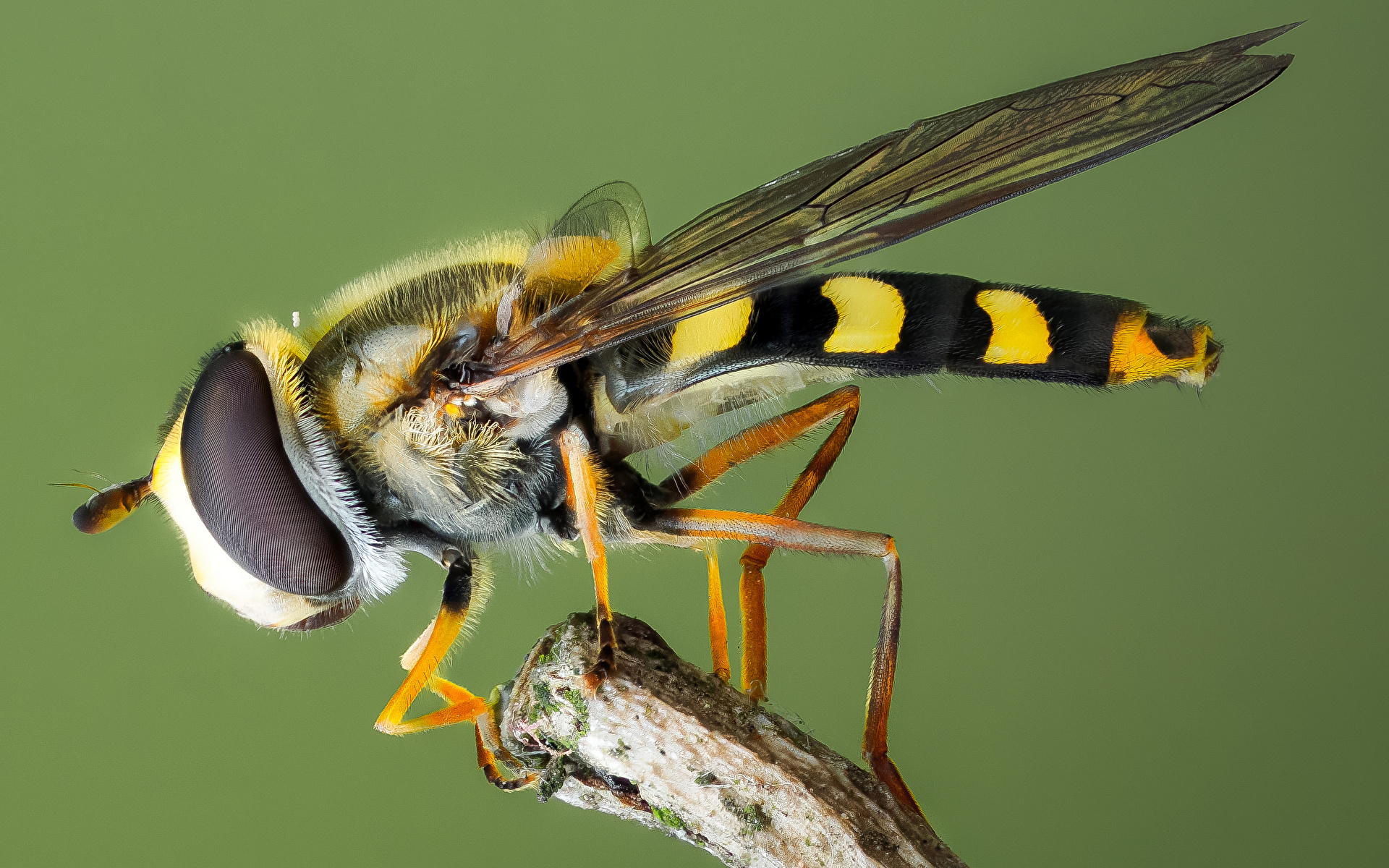 Foto's vlieg Insecten syrphidae een dier van dichtbij 1920x1200 Vliegen Dieren Close-up