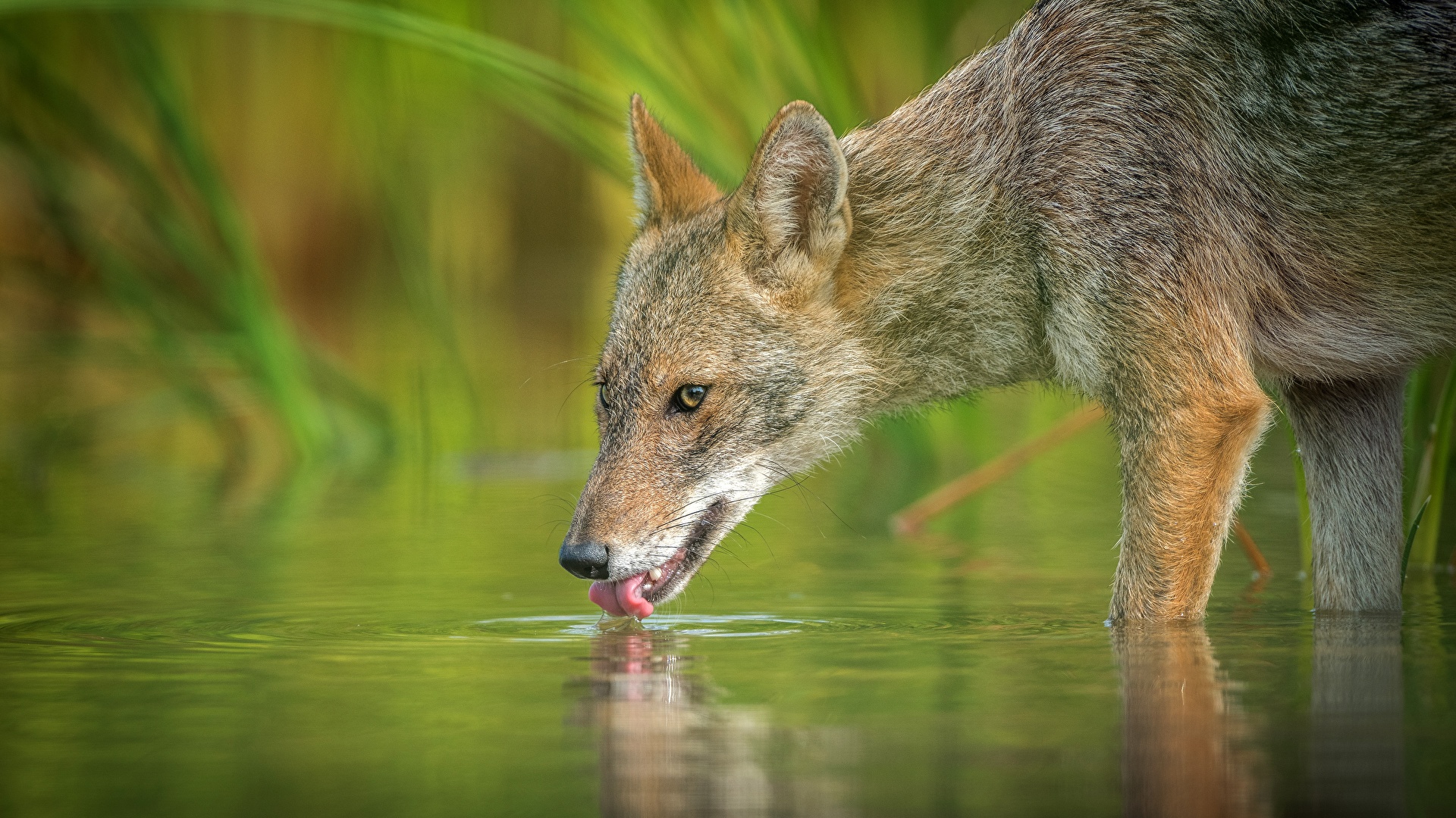 壁紙 19x1080 オオカミ 水 水を飲みます 動物 ダウンロード 写真