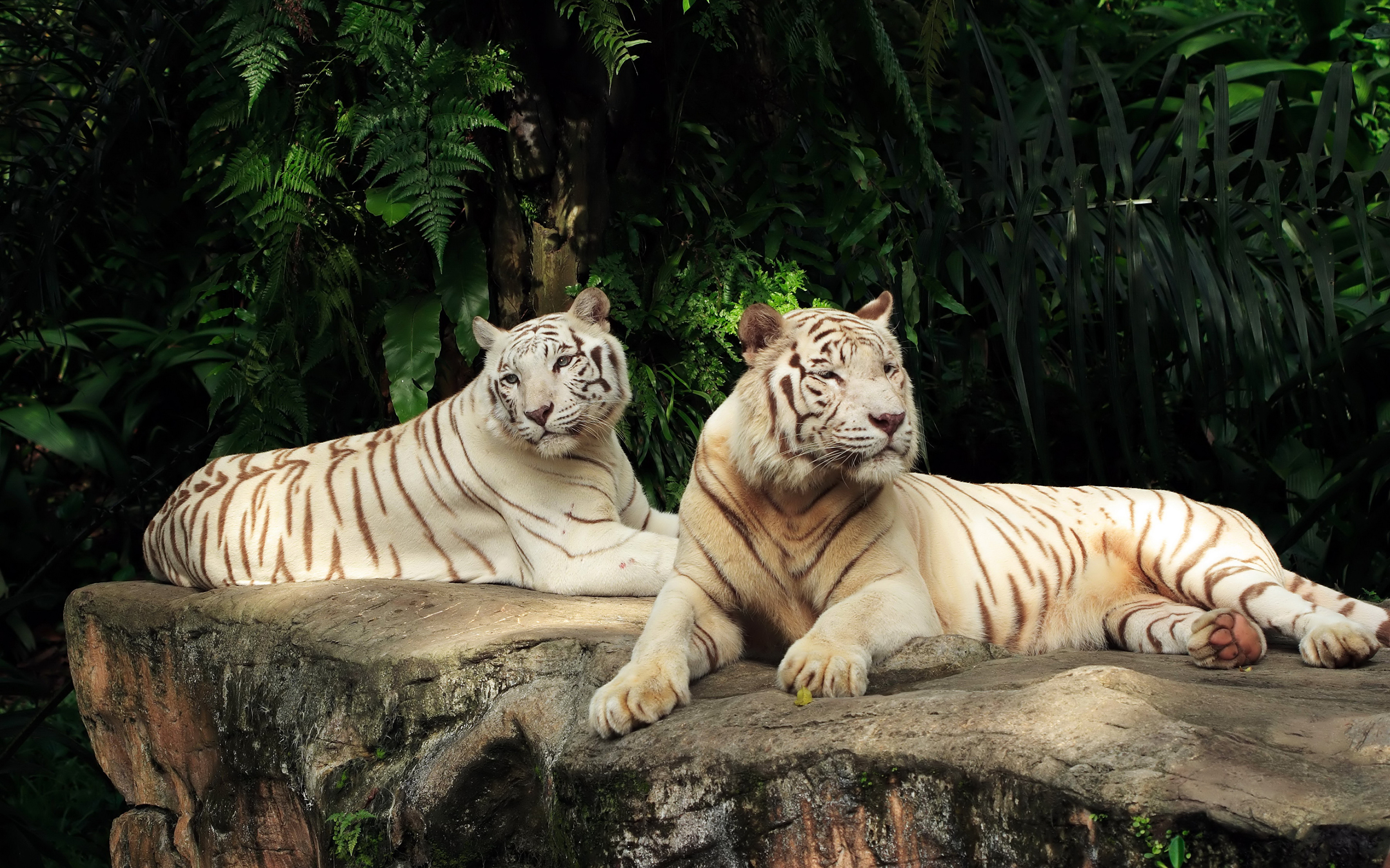 Обои на телефон самые красивые в мире. Бенгальский тигр альбинос. Золотой тигр альбинос. Белый тигр альбинос.