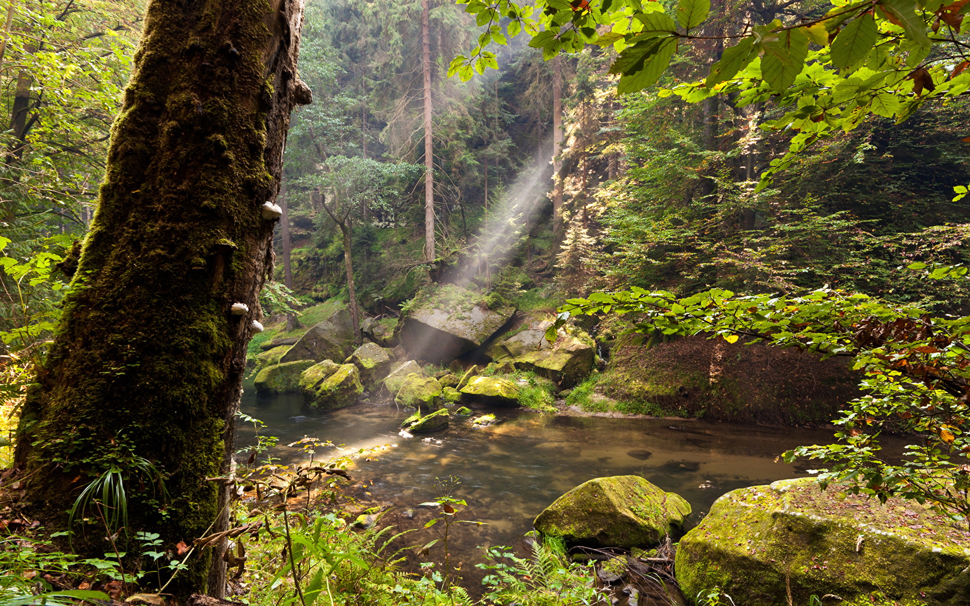 Bilder von Natur Wald Baumstamm Wasser 1920x1200 Wälder