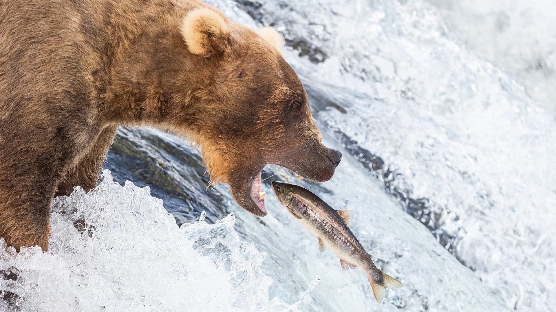 Image Grizzly Fish bear hunt Fishing Waterfalls animal 1920x1080