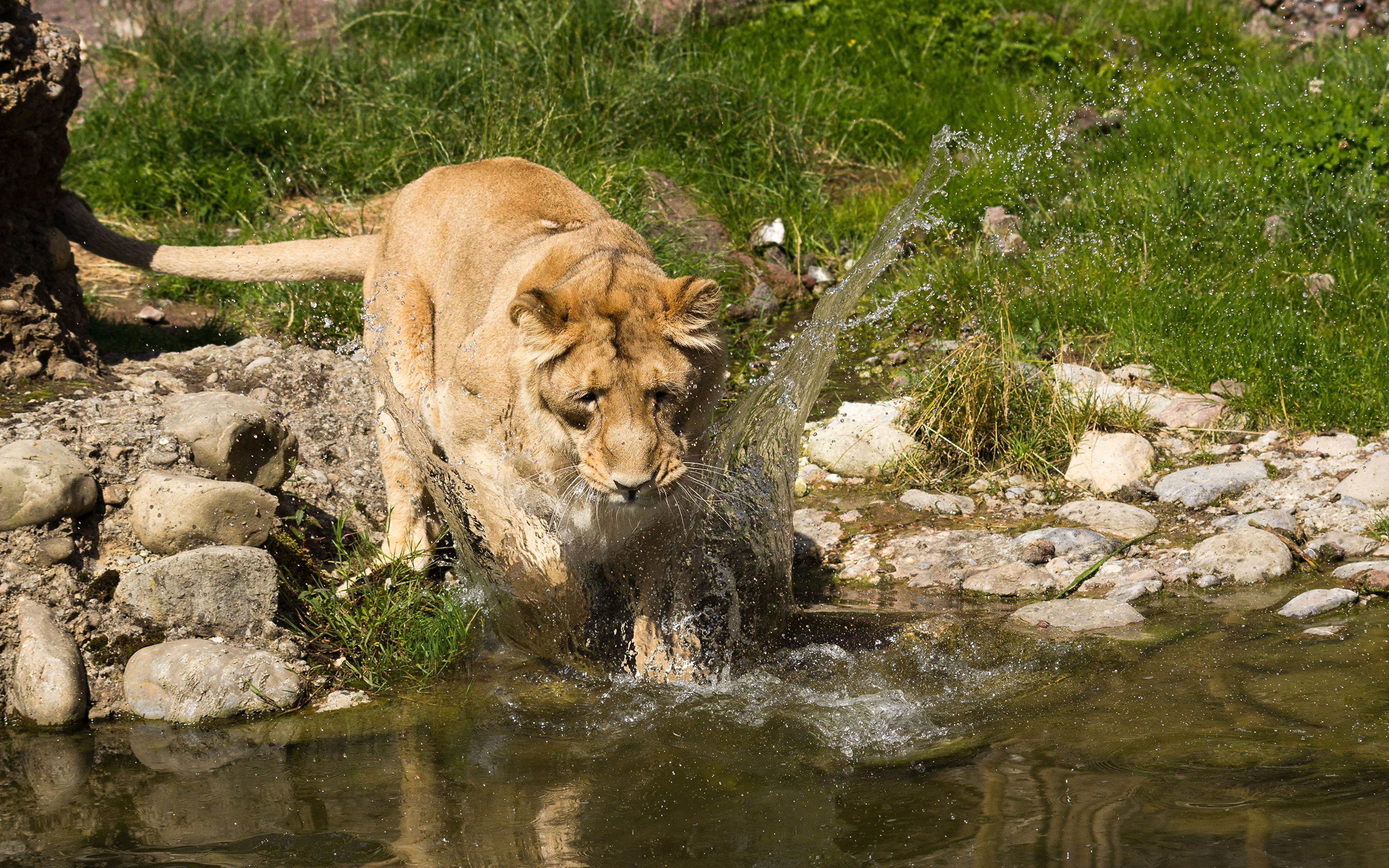 3840x2400 Grandes felinos León Agua Salpicaduras animales, un animal, leones, salpicadura de agua Animalia