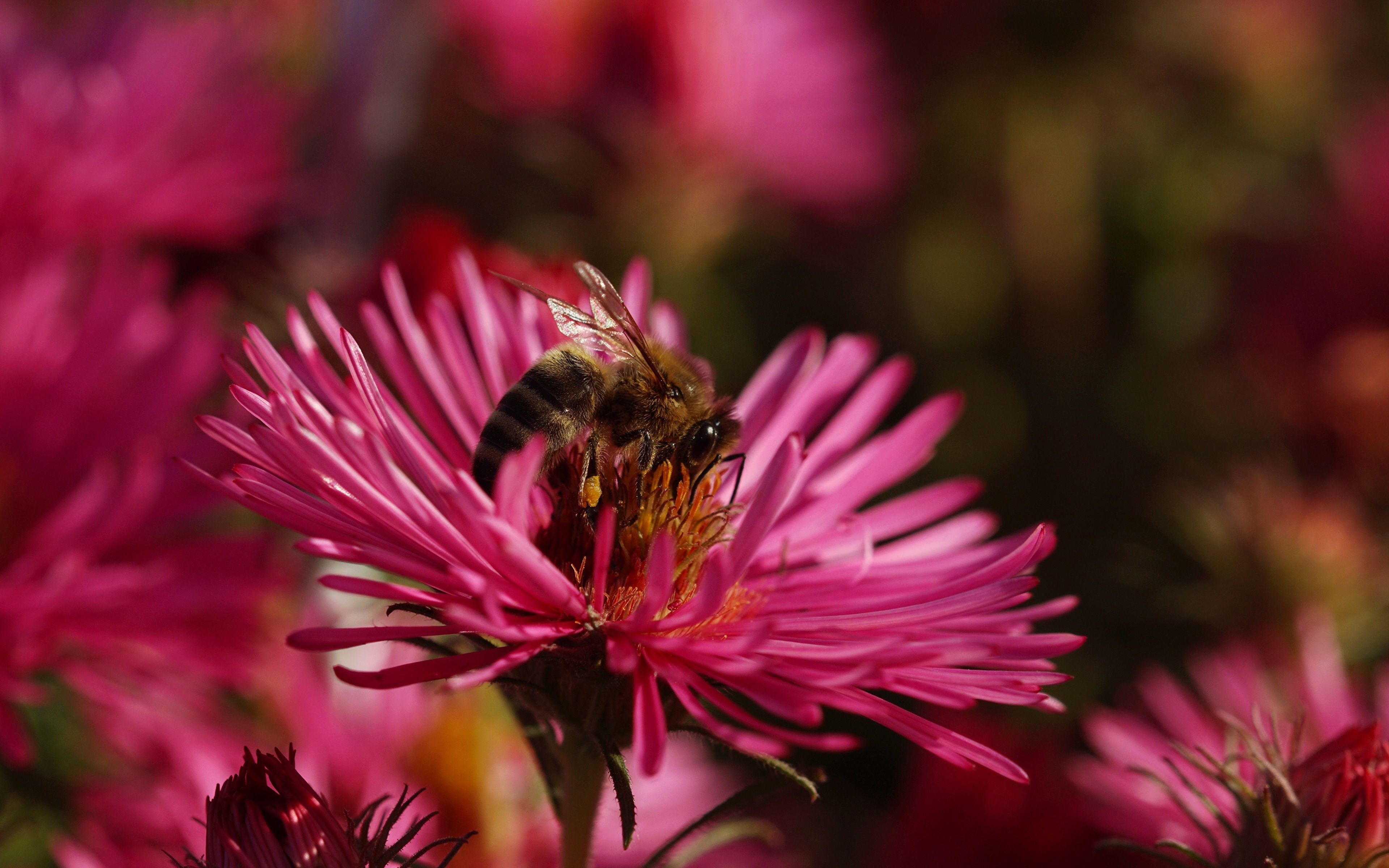 Photos Bees Insects animal Closeup 3840x2400 Animals