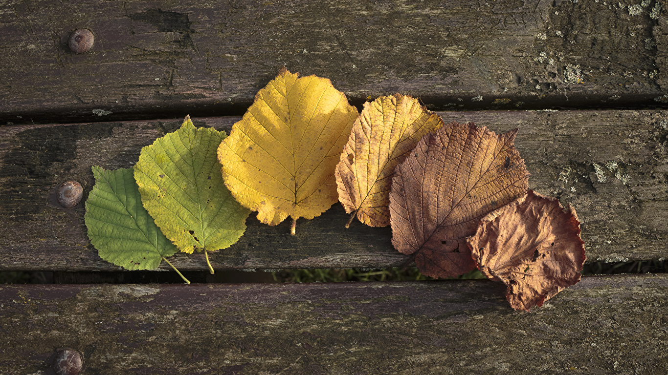 Фотографии Листва осенние Природа Доски 1366x768 лист Листья Осень