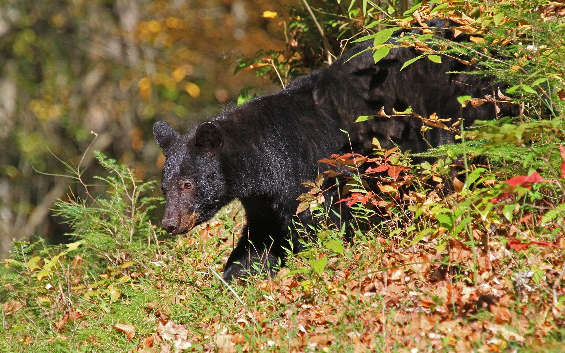 Immagine ursus arctos Orsi Erba animale 1920x1200 Orso bruno orso Animali
