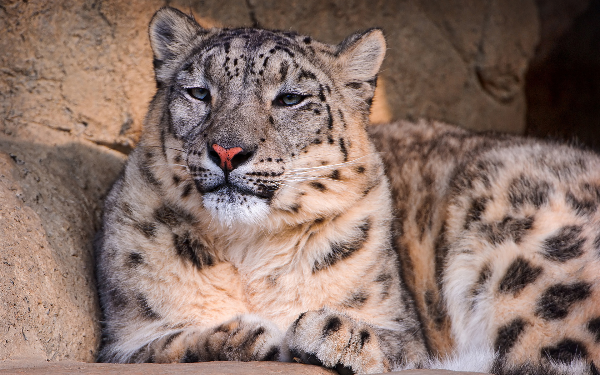 Wallpaper Big cats Snow leopards Animals 1920x1200