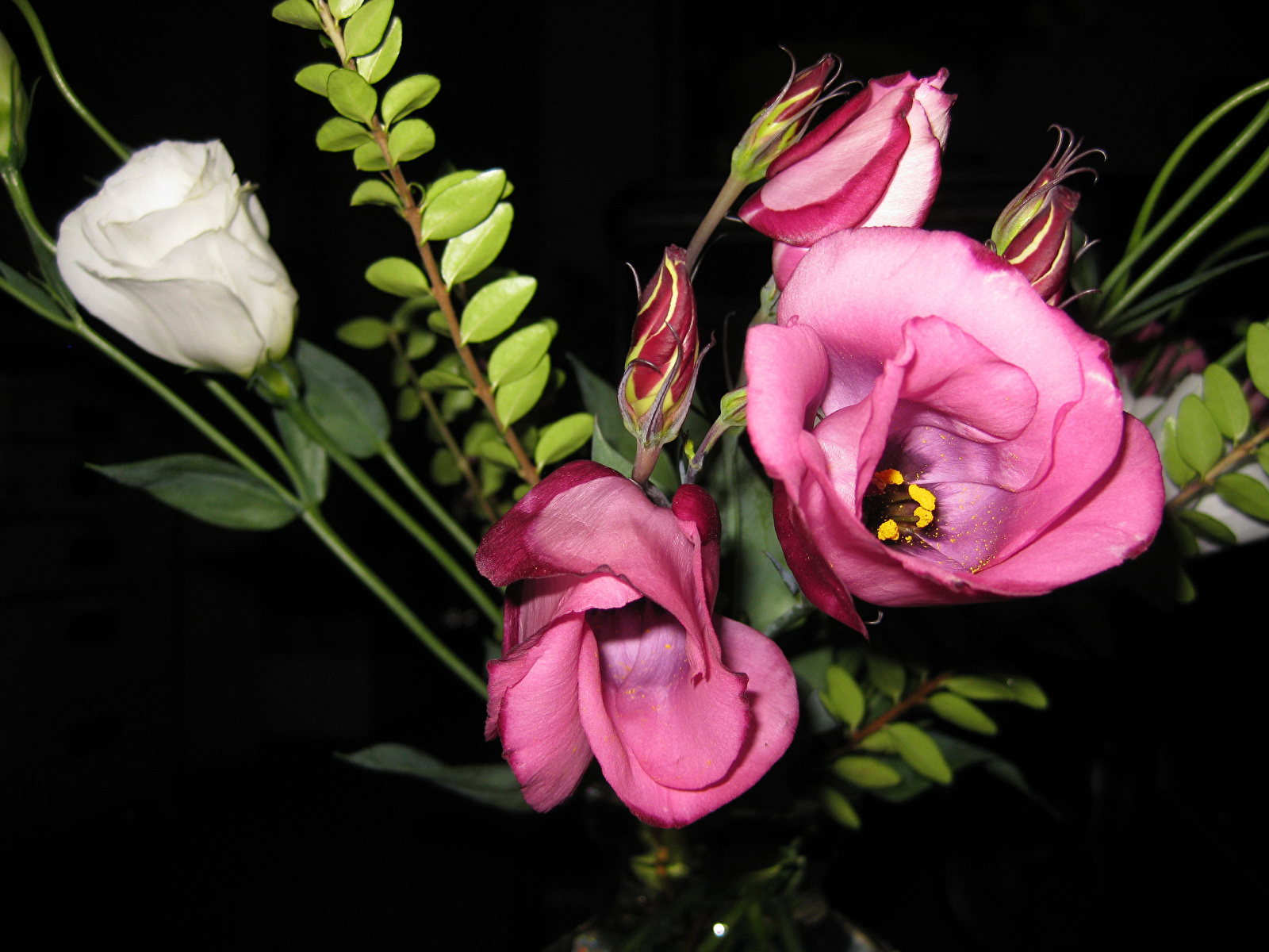 Desktop Wallpapers Pink color Flowers prairie gentian 1600x1200