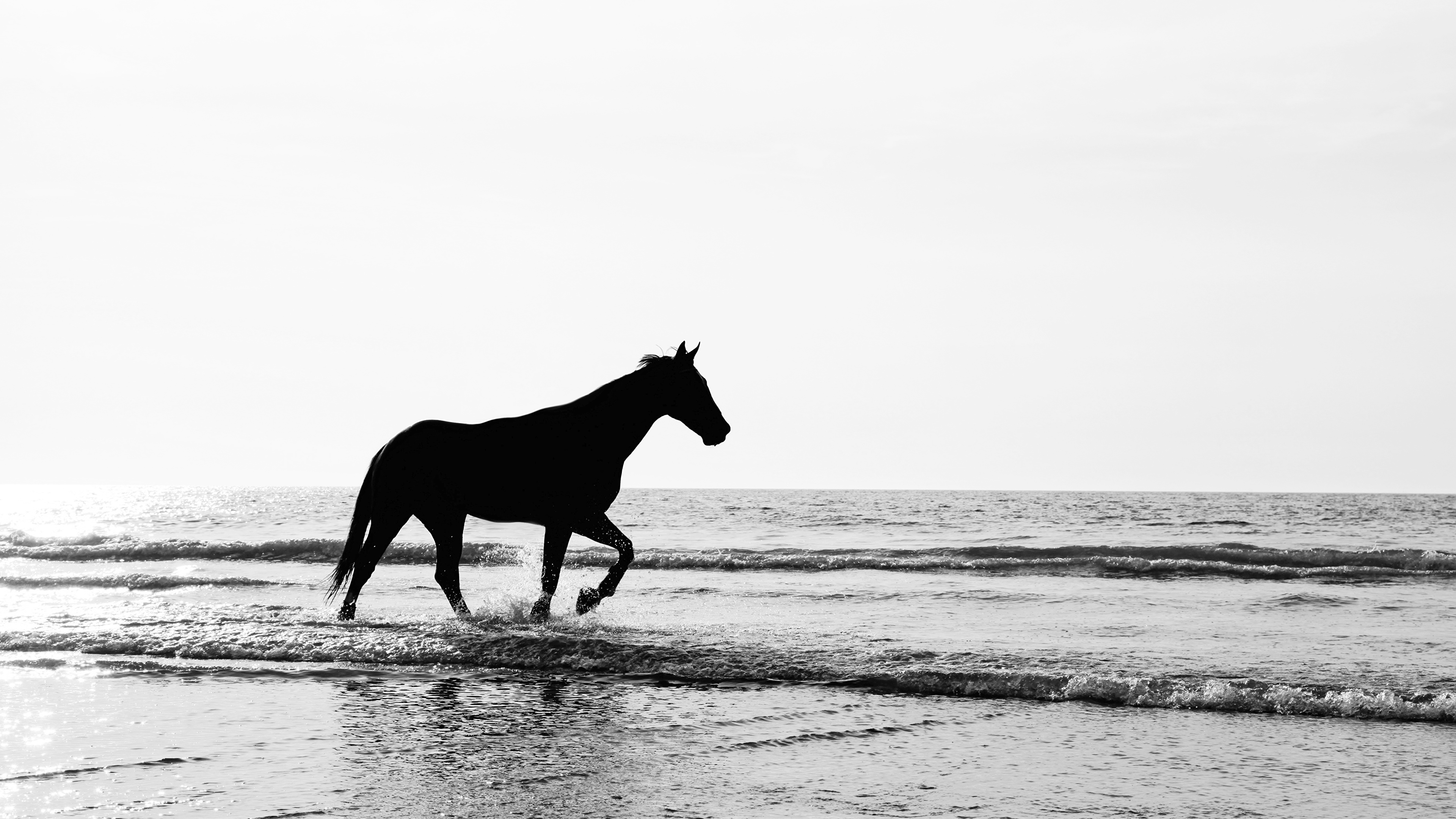 壁紙 3840x2160 馬 波 シルエット 動物 ダウンロード 写真