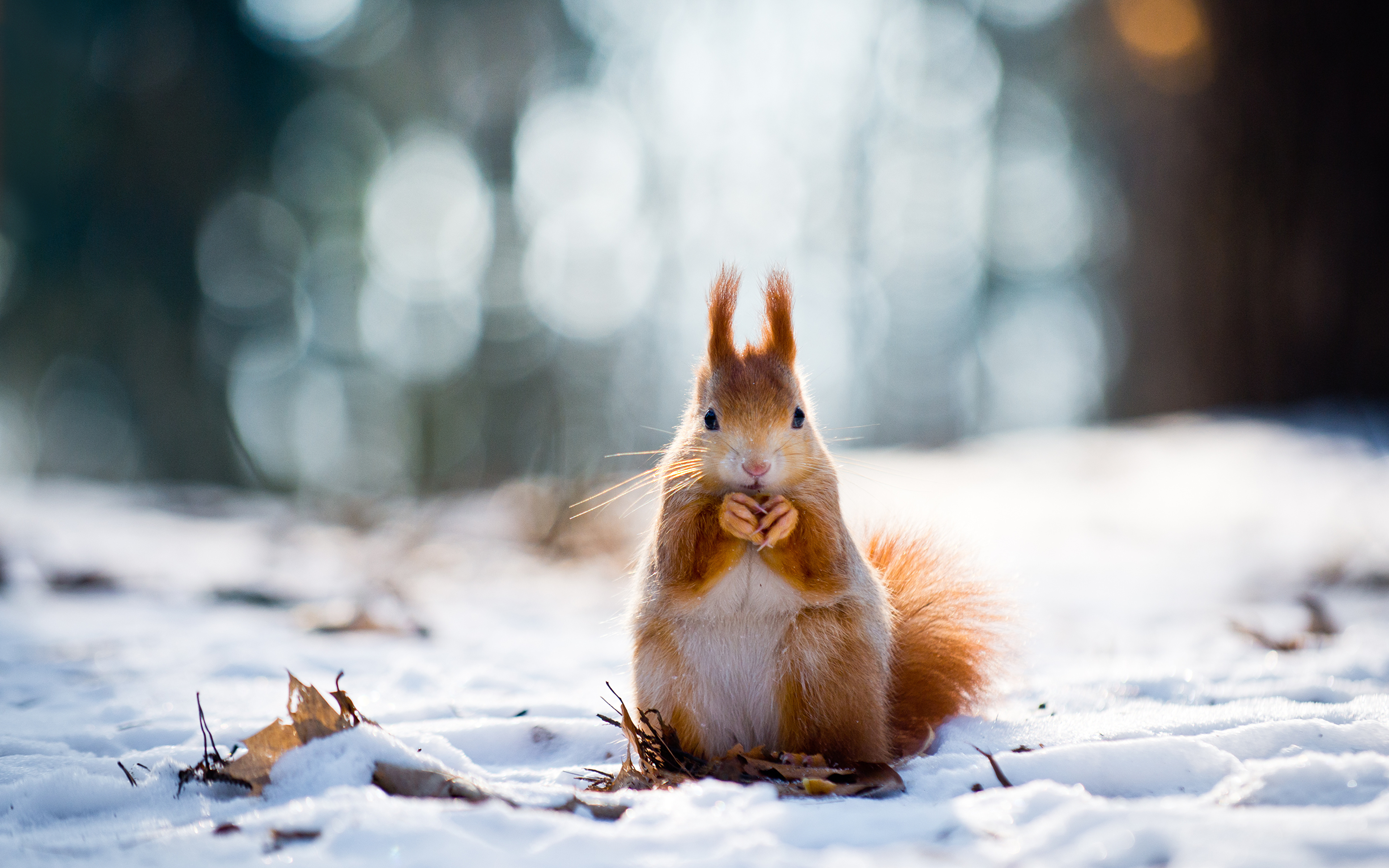 23 Hintergrundbilder Winter Tiere | Lebenretten