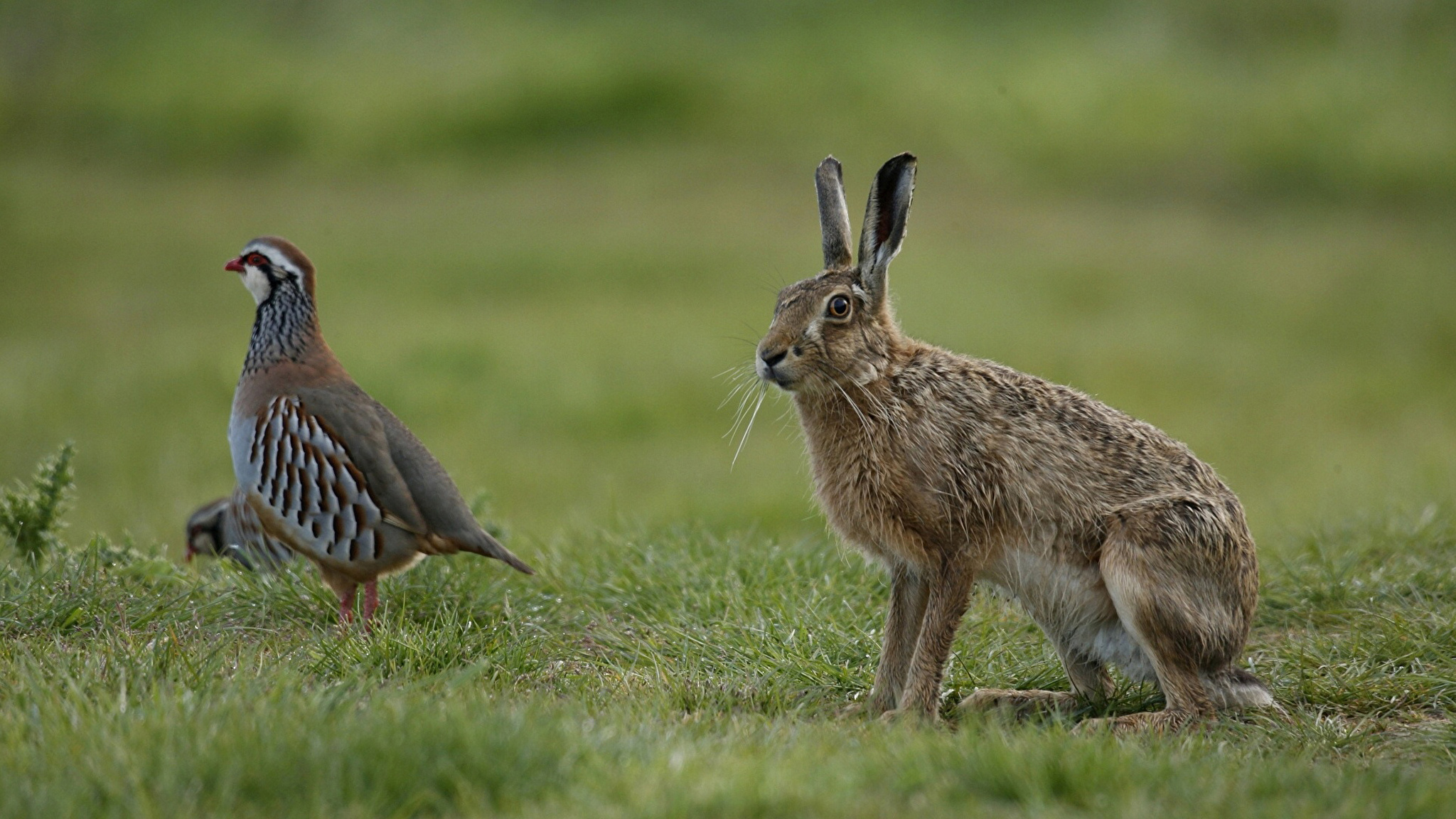 Сколько ног у фазанов и кроликов. Заяц-Русак. Дикий заяц. Степной заяц. Куропатка фото.