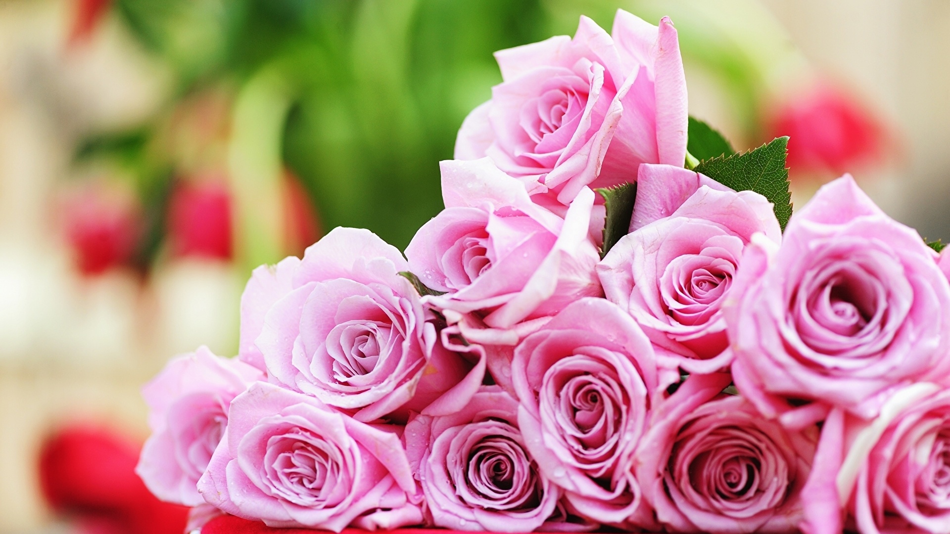 Picture Roses Pink color Flowers Many 1920x1080