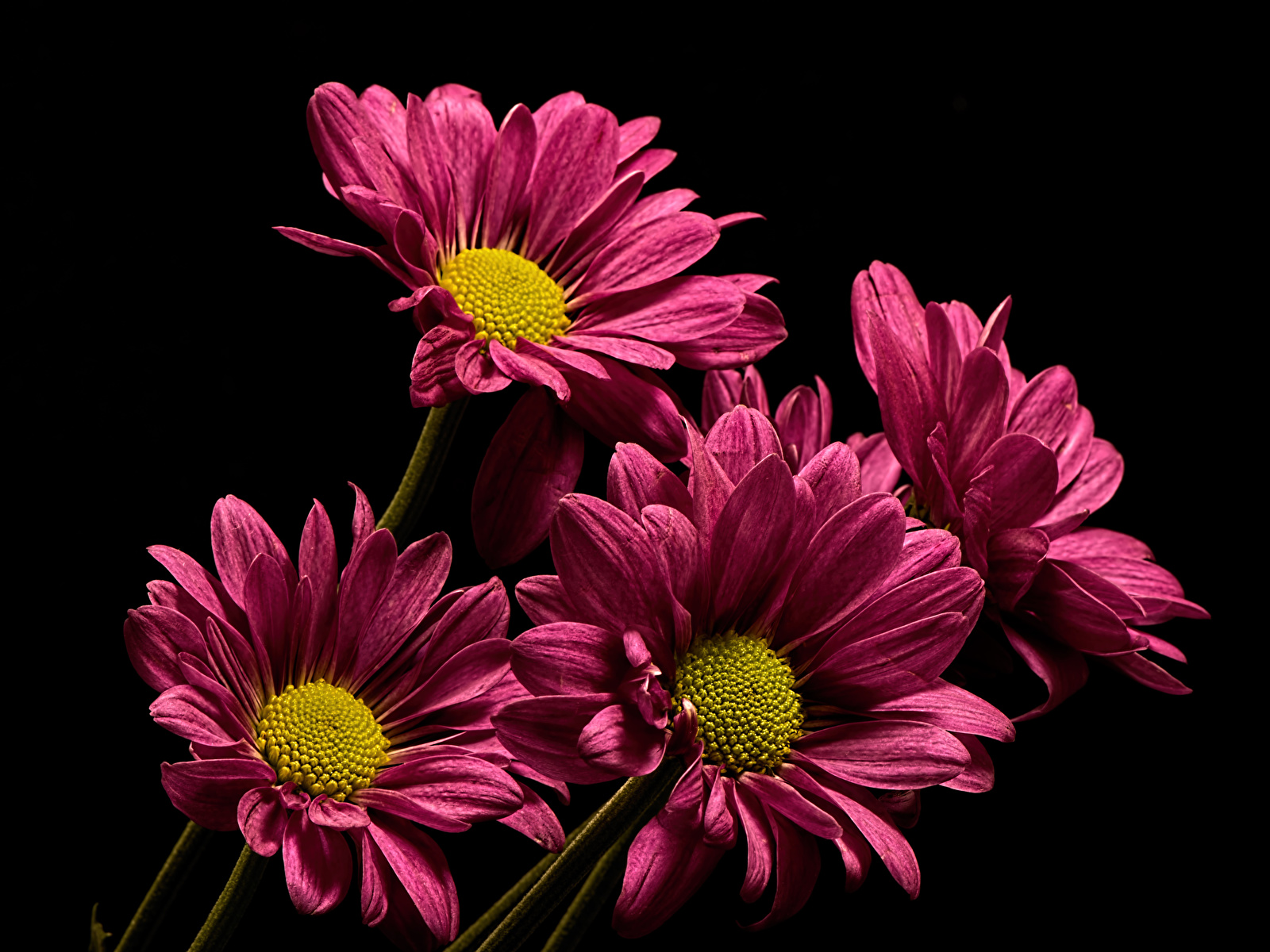 Sfondi Fiori Crisantemi Da vicino Sfondo nero 1600x1200 fiore chrysanthemum