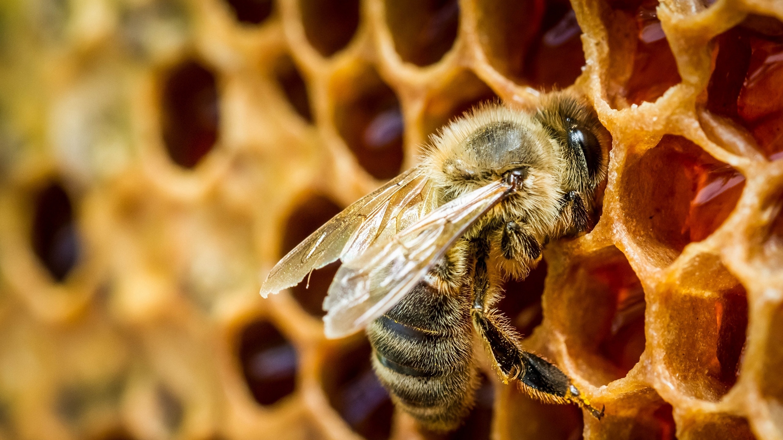 勤劳小蜜蜂素材-勤劳小蜜蜂图片-勤劳小蜜蜂素材图片下载-觅知网
