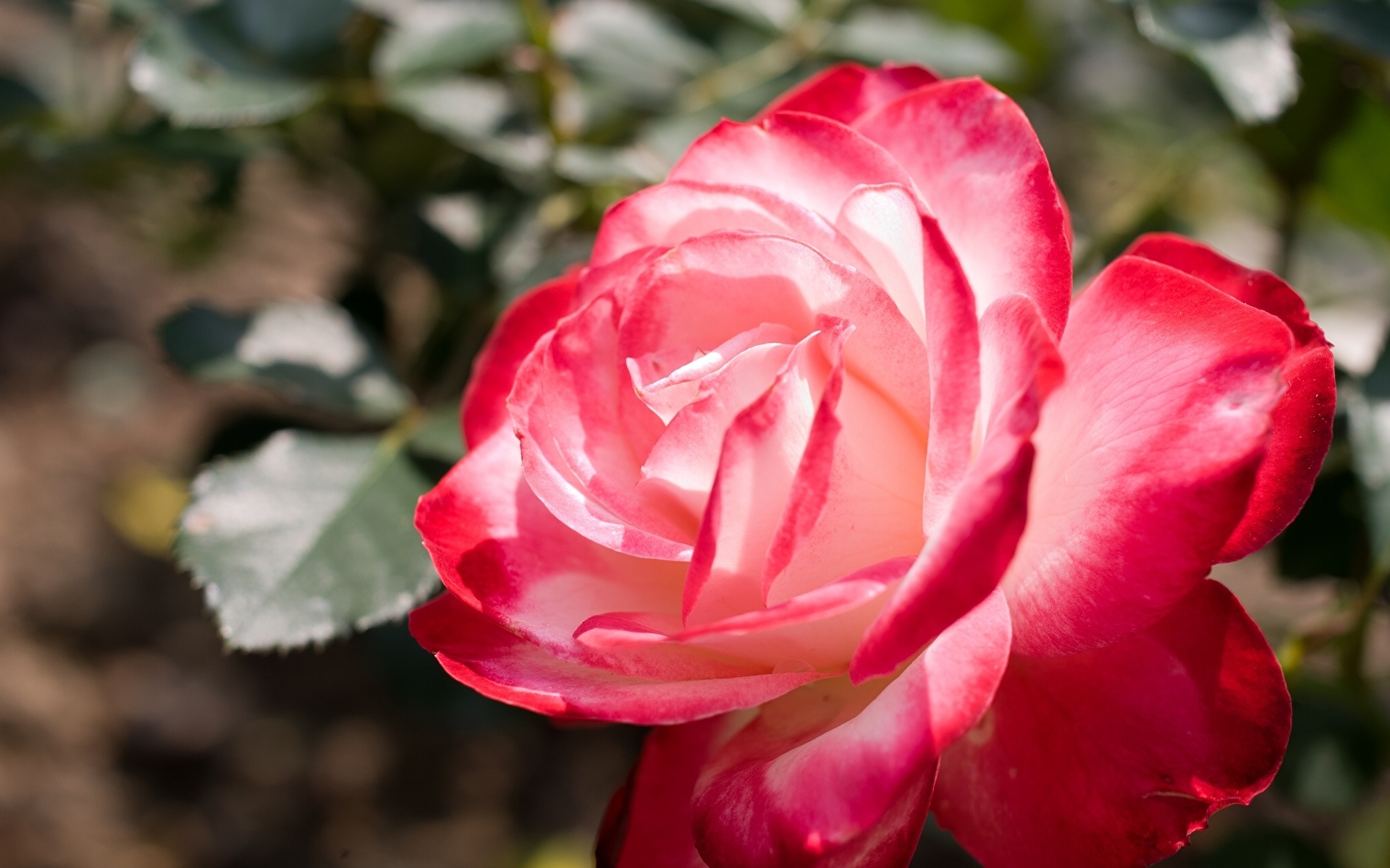 zdjęcie Róże Czerwony kwiat Z bliska 1920x1200 róża Kwiaty zbliżenie