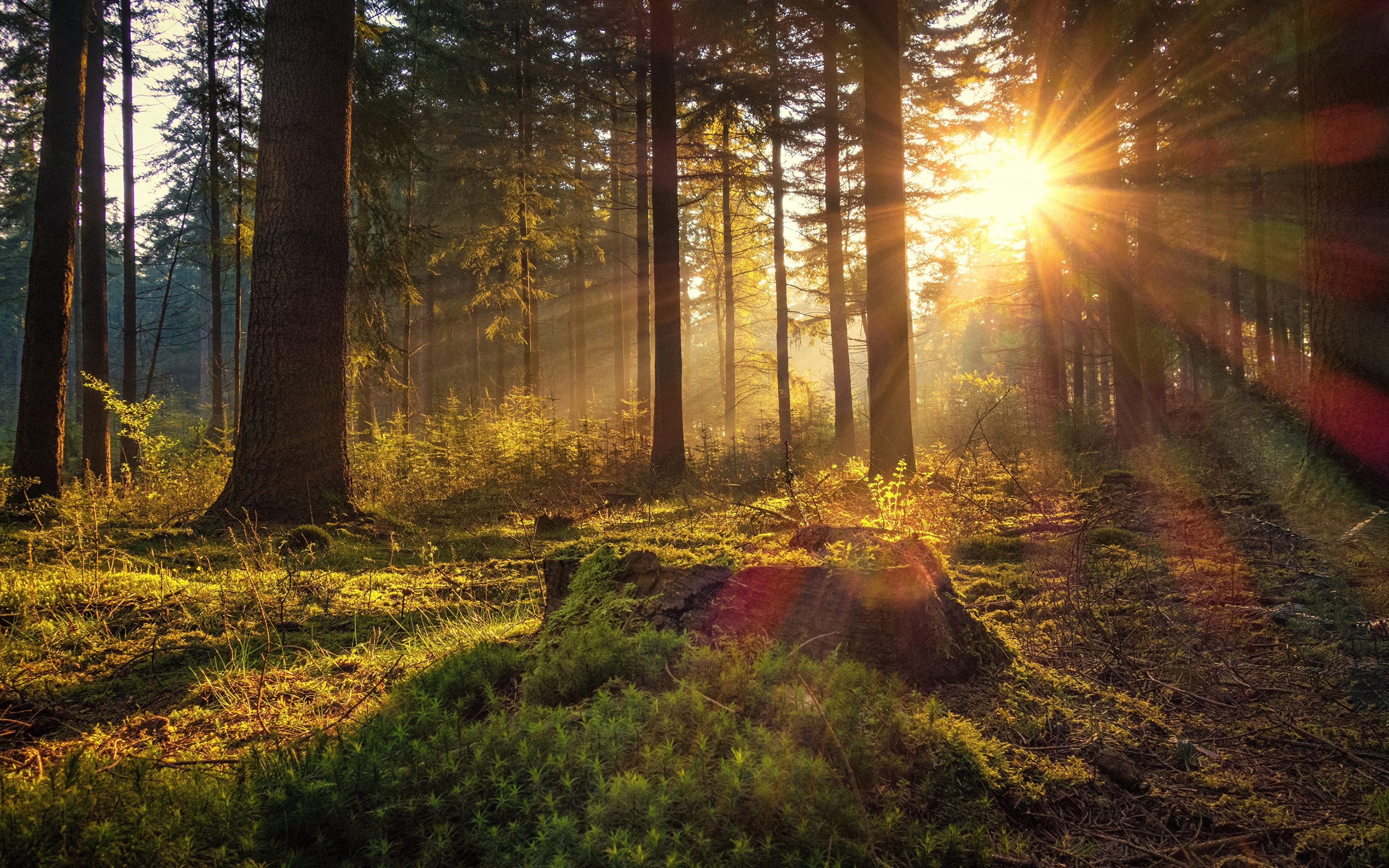 Лес солнце и звезды. Утро в лесу. Утренний лес. "Солнце в лесу". Раннее утро в лесу.