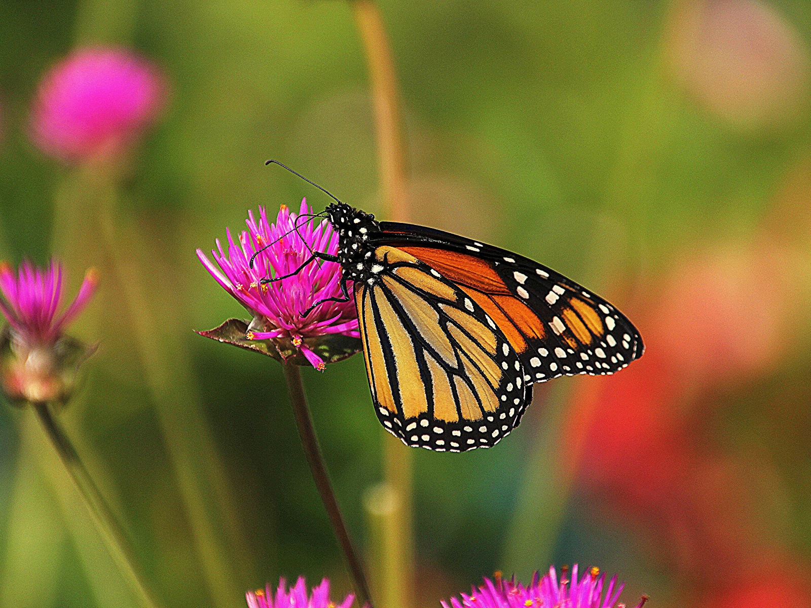 zdjęcie Monarch, danaid motyl zbliżenie Zwierzęta 1600x1200 danaus plexippus Motyle Z bliska zwierzę