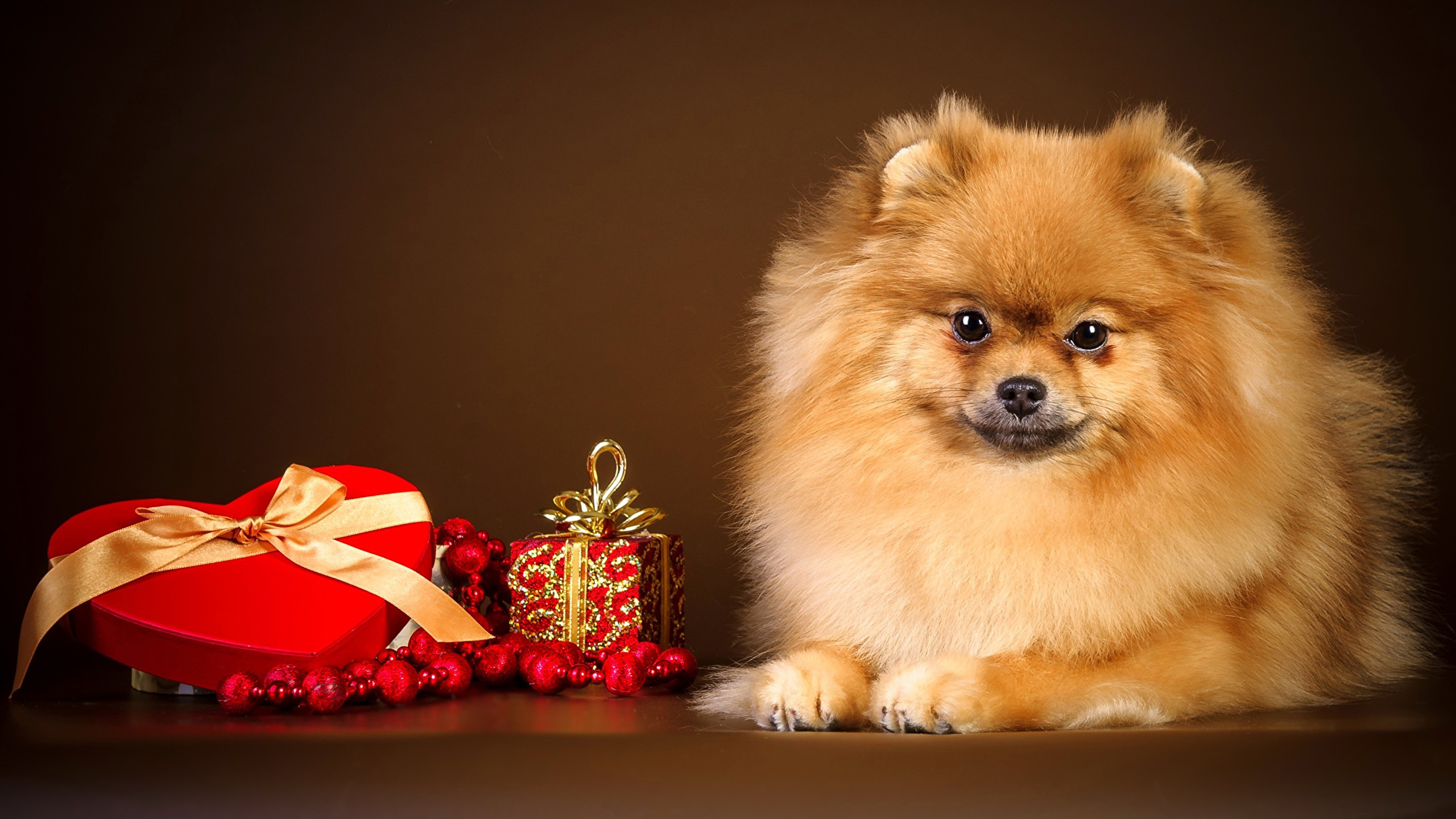 壁紙 2560x1440 イヌ 祝日 バレンタインデー 色の背景 スピッツ犬 ハート 贈り物 動物 ダウンロード 写真