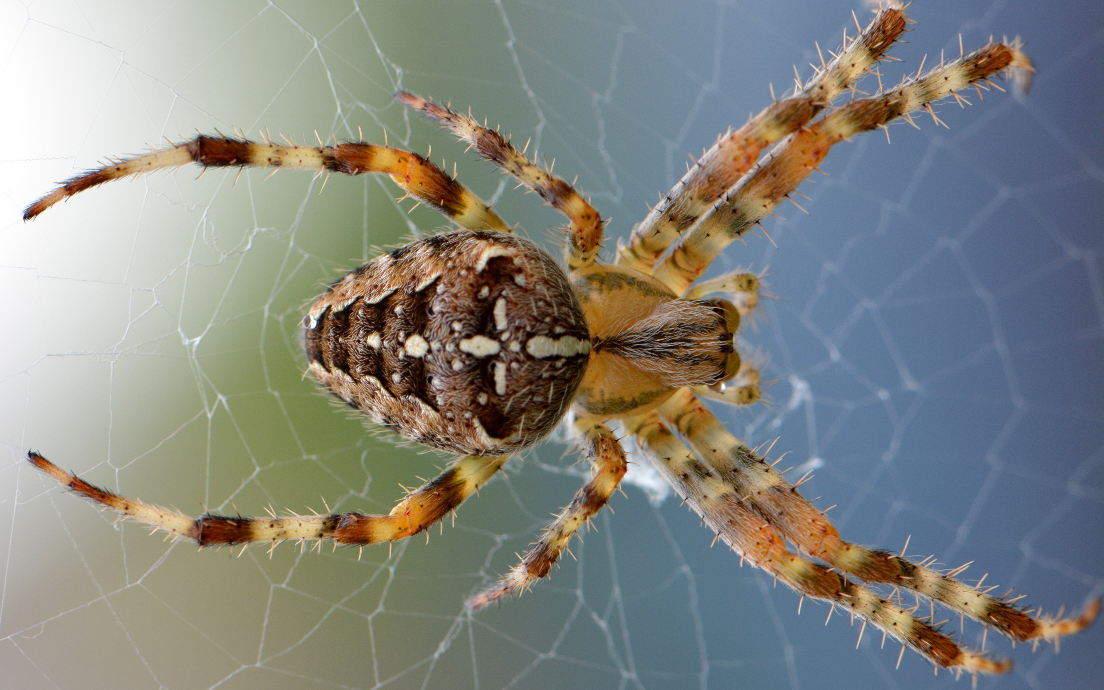 壁紙 3840x2400 クローズアップ クモ 昆虫 Common Crosspiece クモの網 動物 ダウンロード 写真