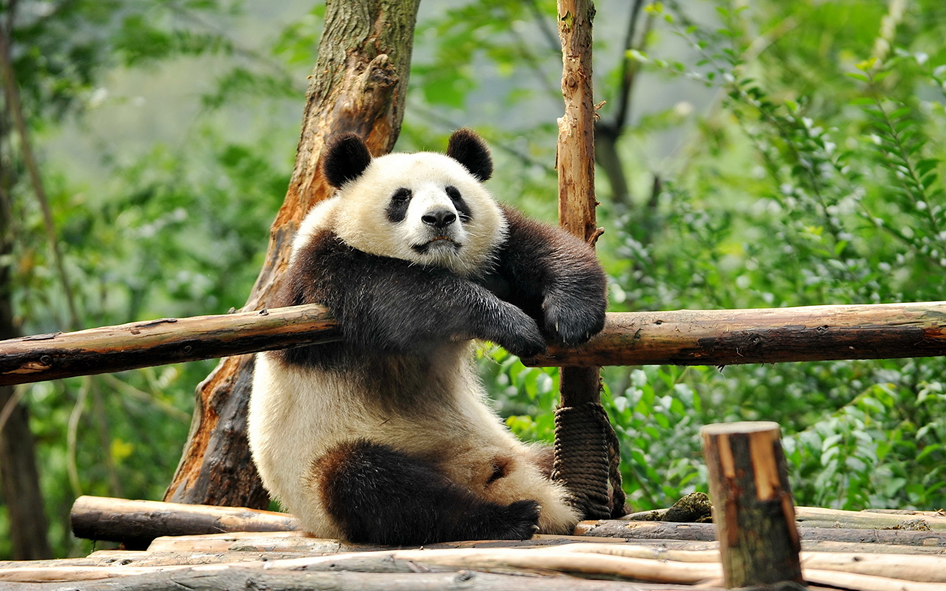 1920x1200 Osos Oso pandas animales, un animal, un oso, Panda gigante Animalia